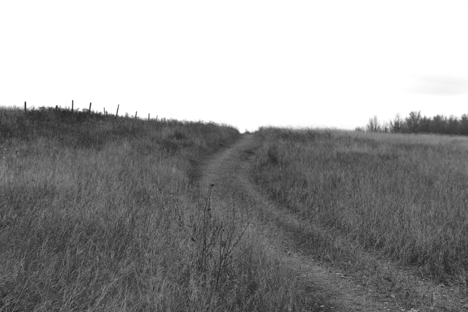 A winding dirt path cuts through tall grassy fields on a hillside in black and white.