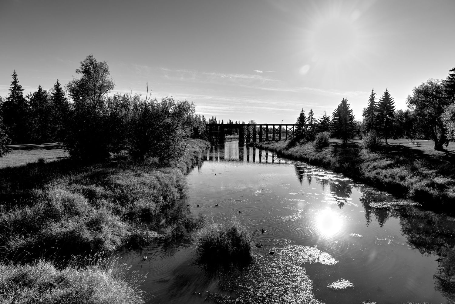 A dramatic black and white landscape photo shows silhouetted trees along a waterfront at sunset.