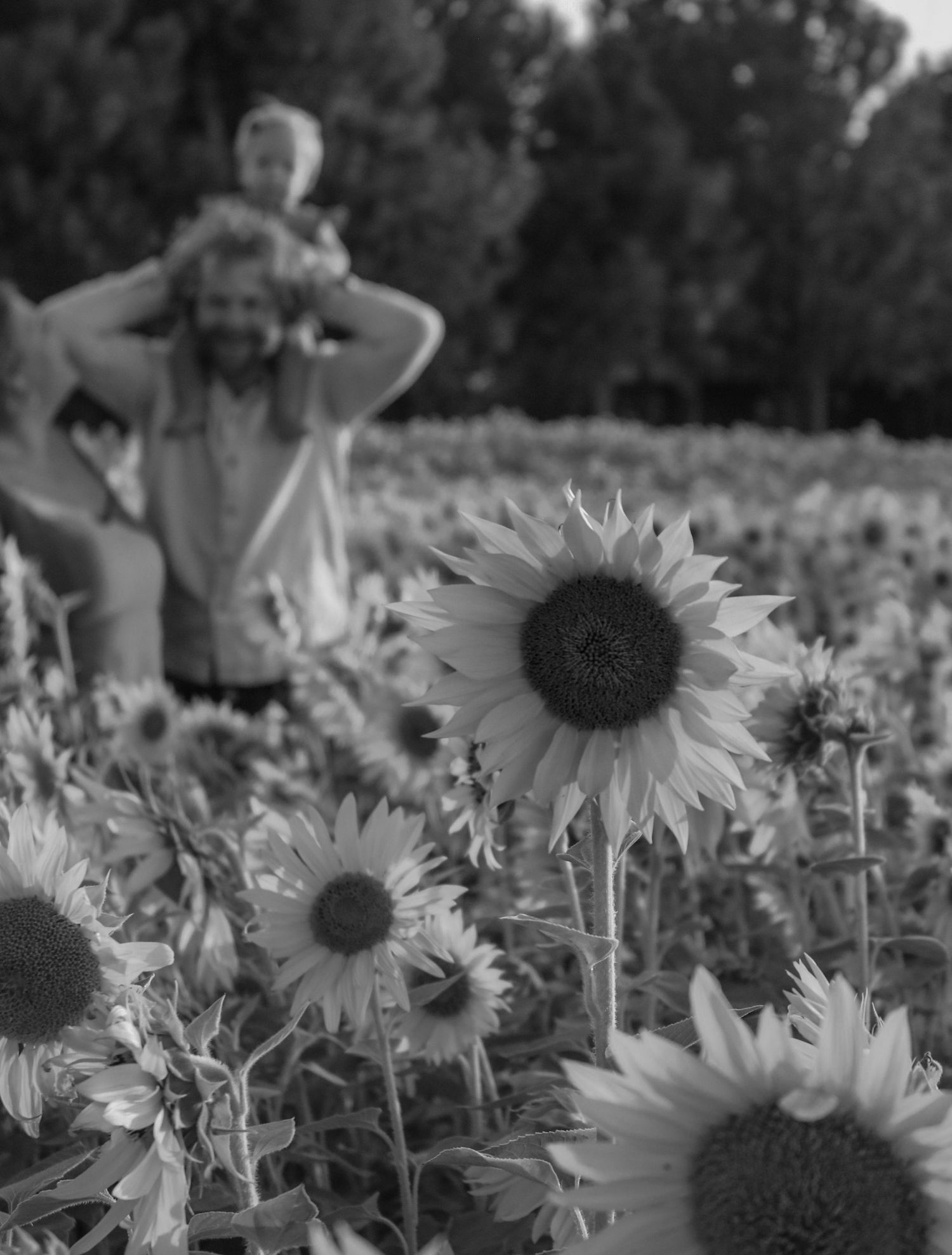 a young family with a baby girl in a sunflower field in Oregon