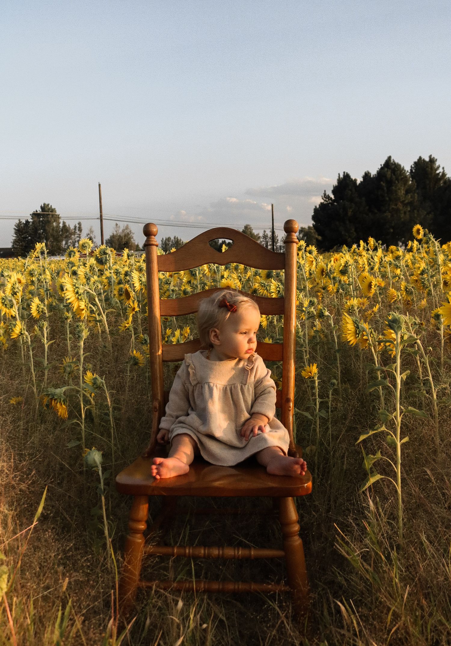 a baby girl sits on a chair in the middle of a Central Oregon sunflower field