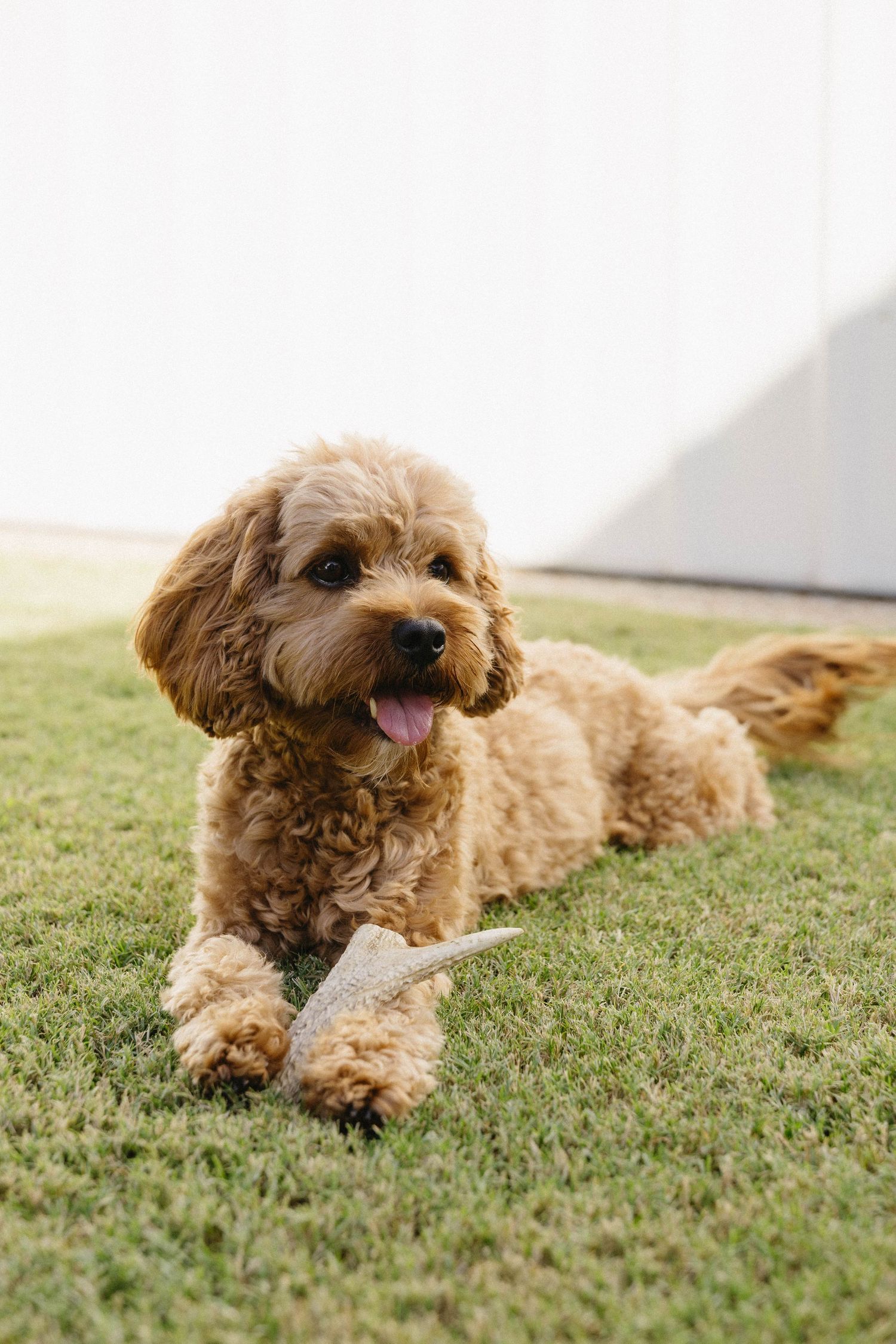 Happy golden doodle dog lying on green grass in sunlight.