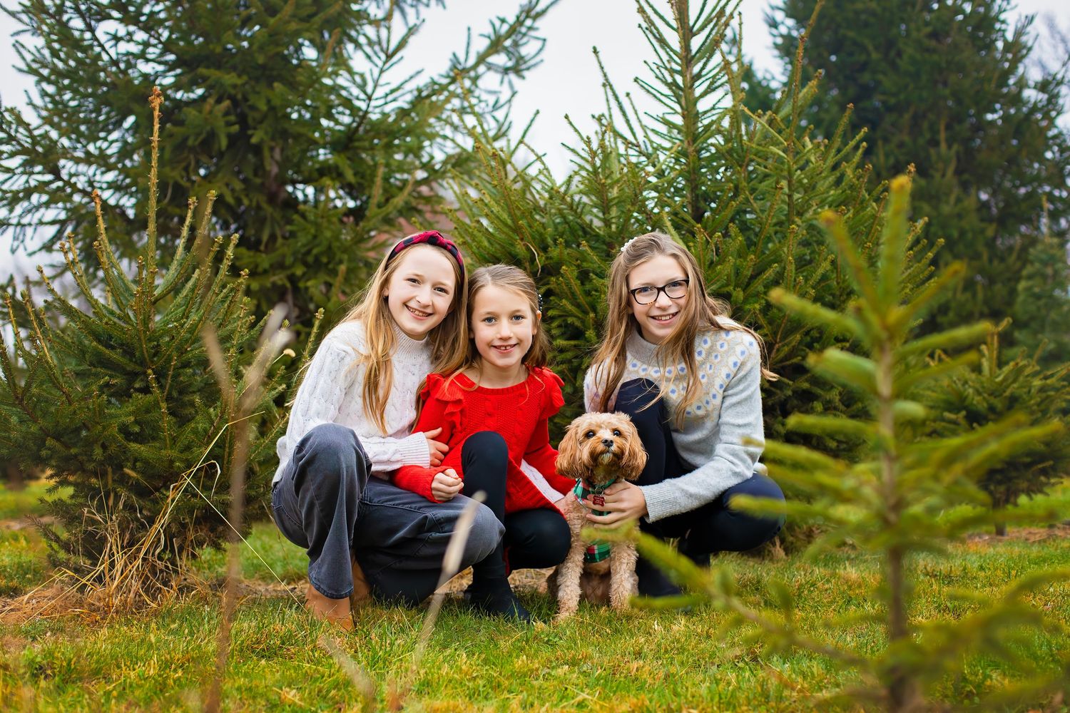 Three girls crouching with golden dog among small pine trees at a tree farm.