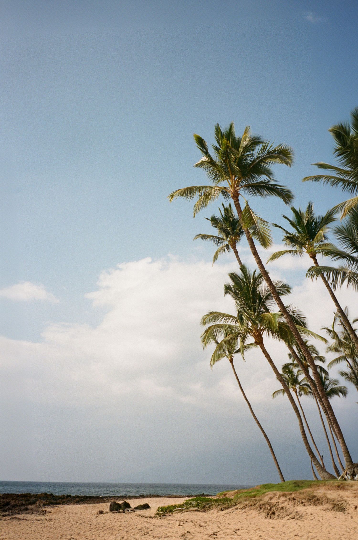 Tropical palm trees sway against a blue sky on a pristine sandy beach with ocean views in Hawaii.