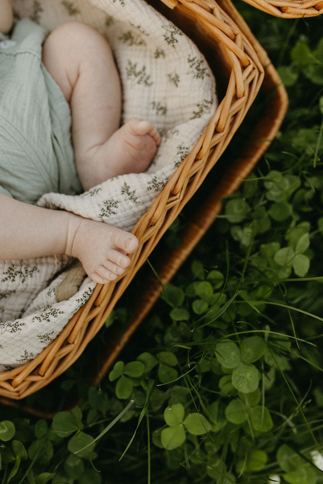 Baby resting in wicker basket surrounded by green clover leaves outdoors.