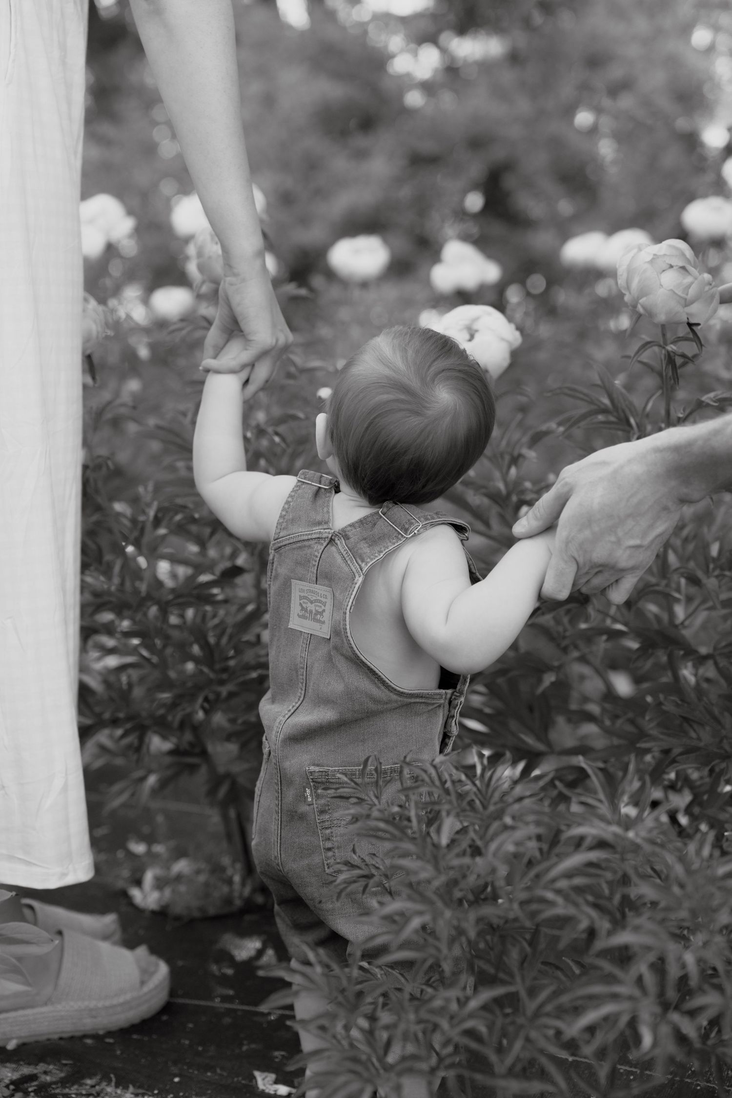 Black and white photo of a baby in overalls taking first steps in a garden, held by two adults.