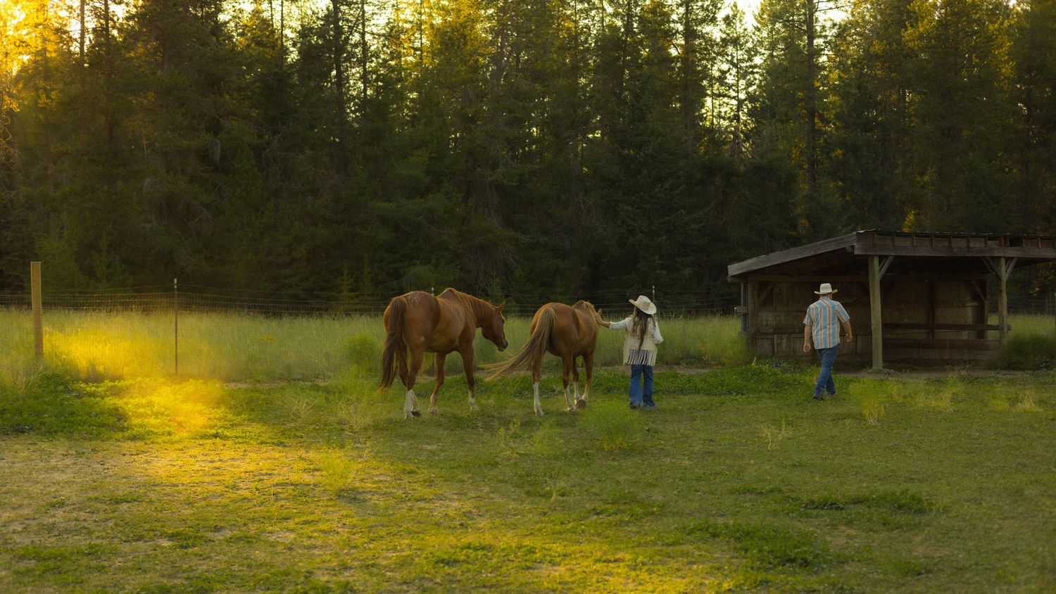 Two people in cowboy hats lead chestnut horses across a sunlit green pasture near a wooden shed at golden hour.
