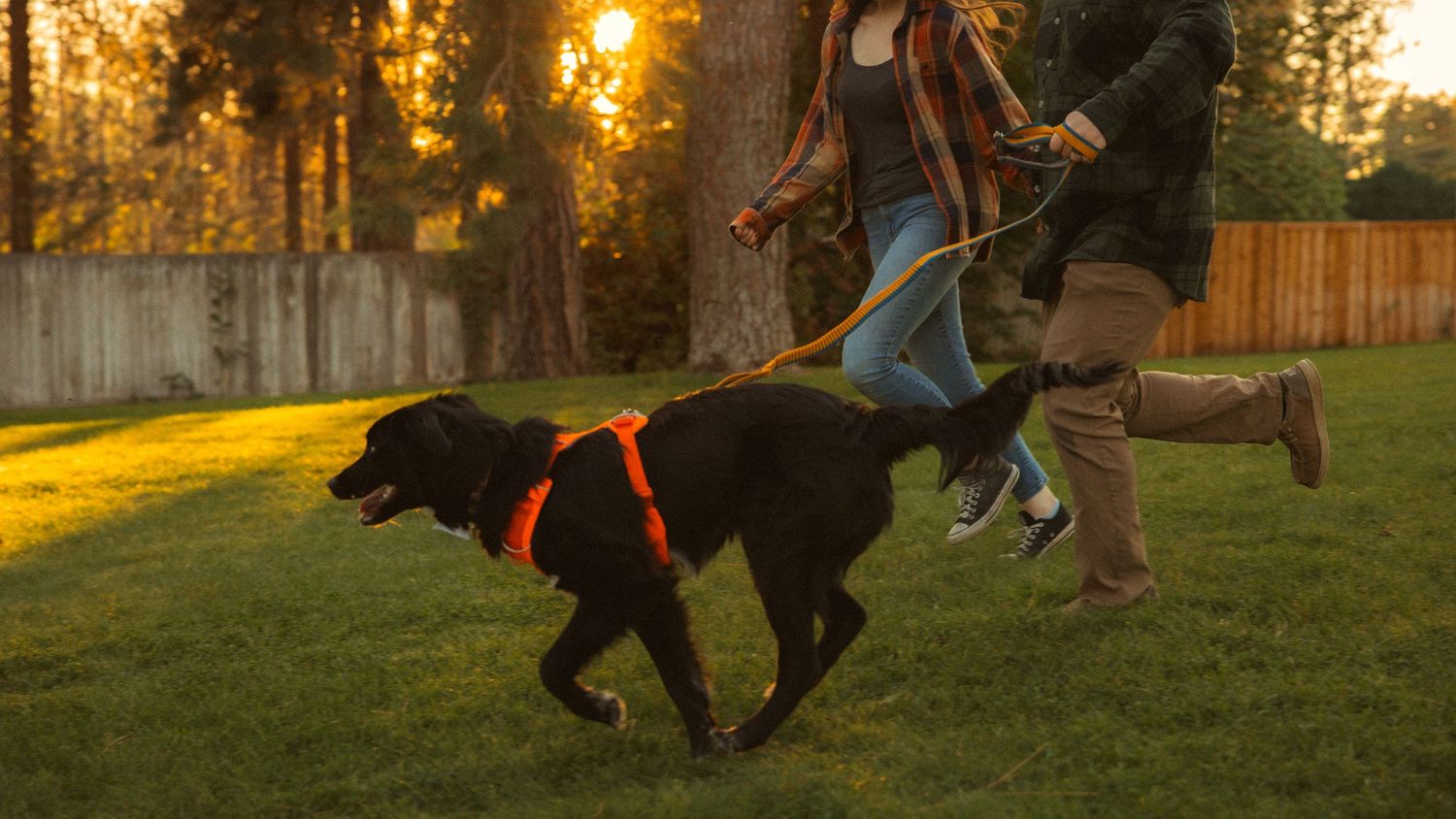 A black dog wearing a red harness runs on a leash with its owner in a sunlit backyard at golden hour.