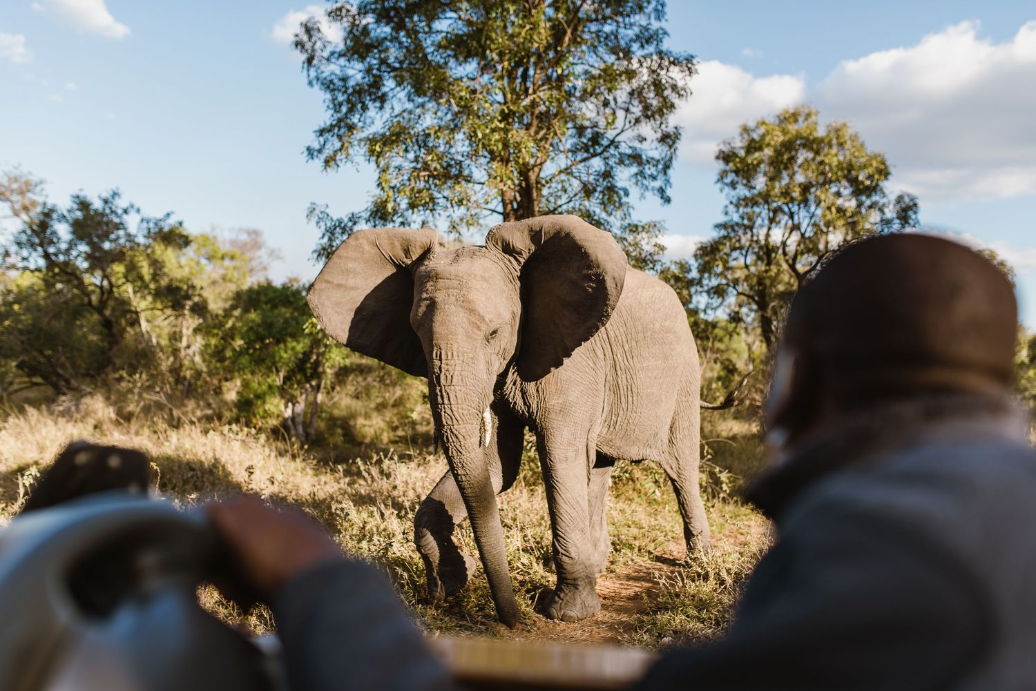 A herd of African elephants walking through the savanna landscape with trees and cloudy sky in the background.