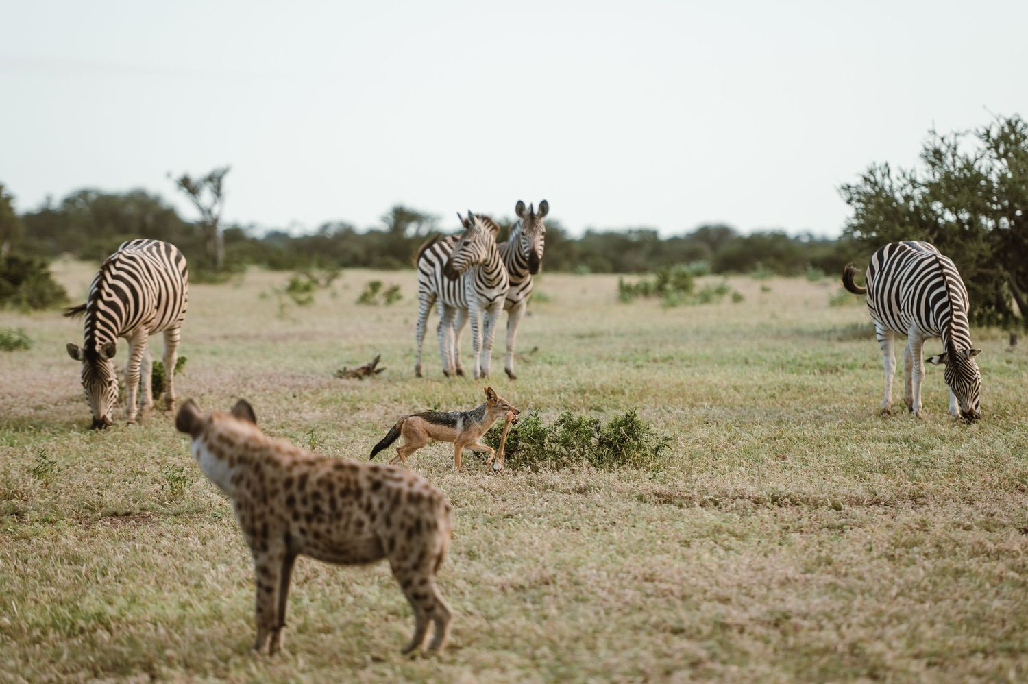 Mashatu game reserve, Tuli Safari Lodge, Botswana safari wedding by Safari wedding photographer wildflower photography