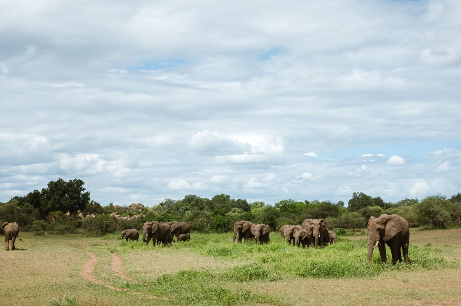 chirs & sam Mashatu game reserve, Botswana wedding by wildflower photography