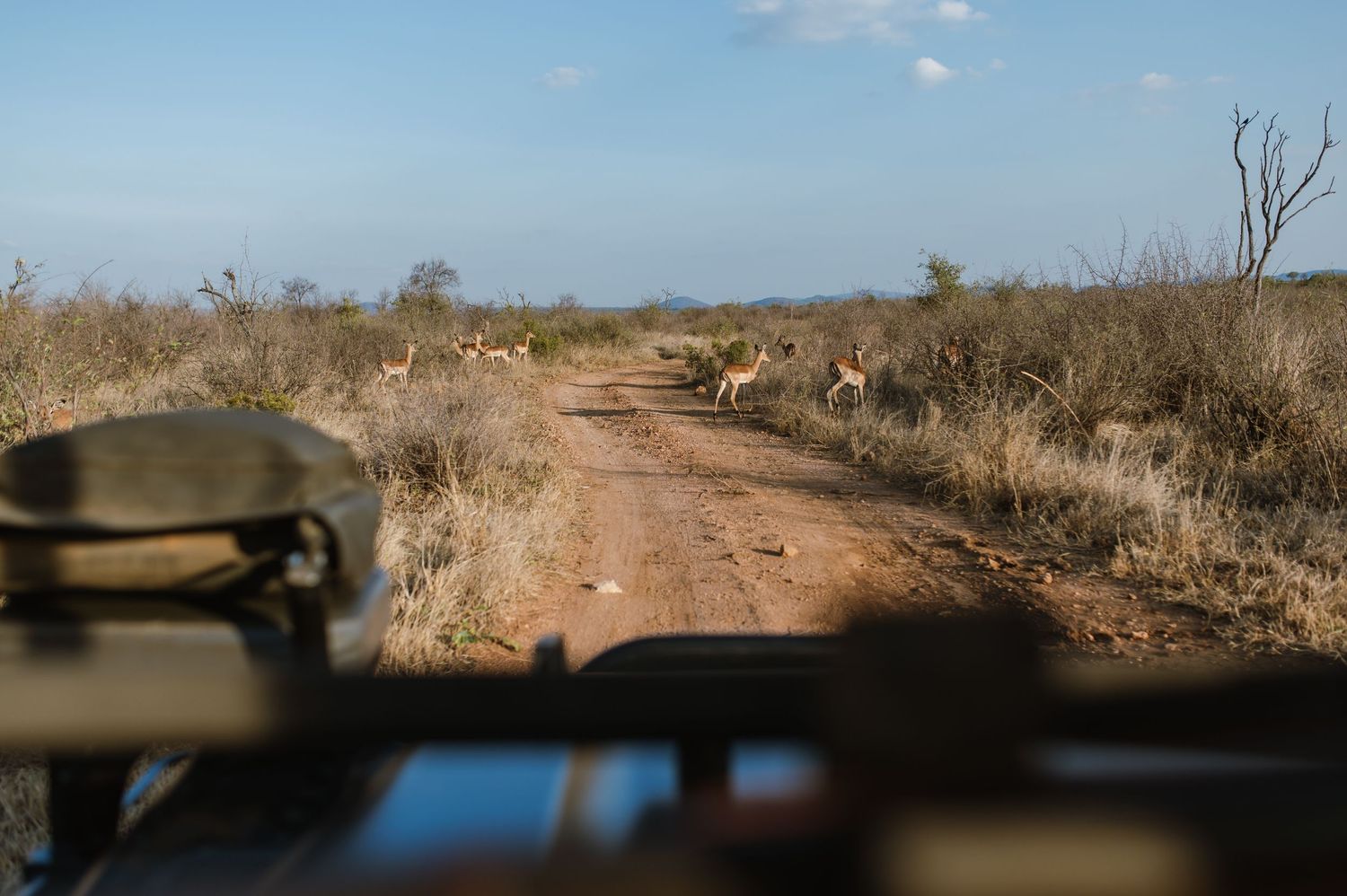 Vow renewal - Morukuru Family - Madikwe Reserve by Safari Wedding Photographer - Wildflower Photography