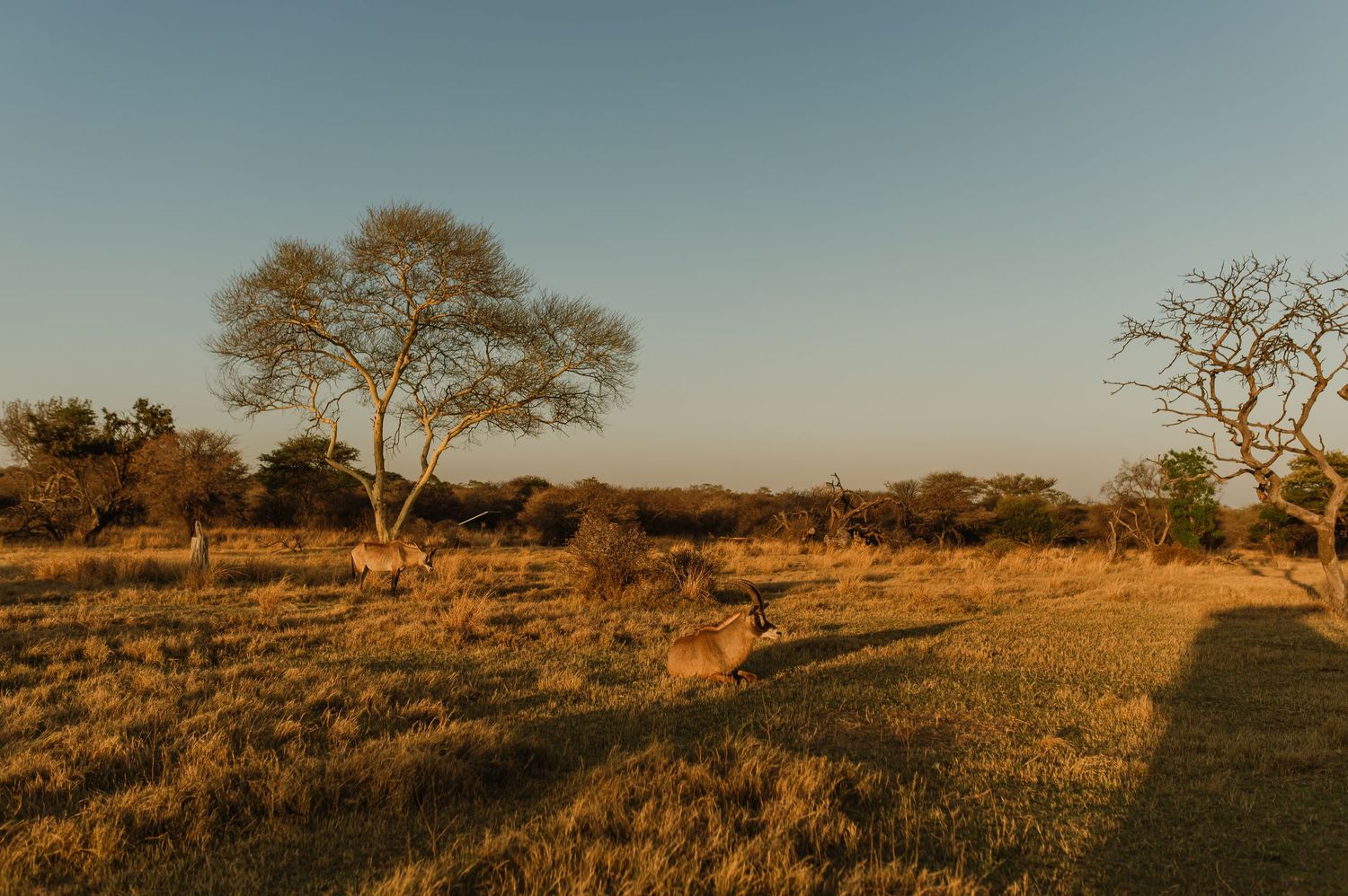 African savanna landscape bathed in warm evening light with scattered acacia trees.