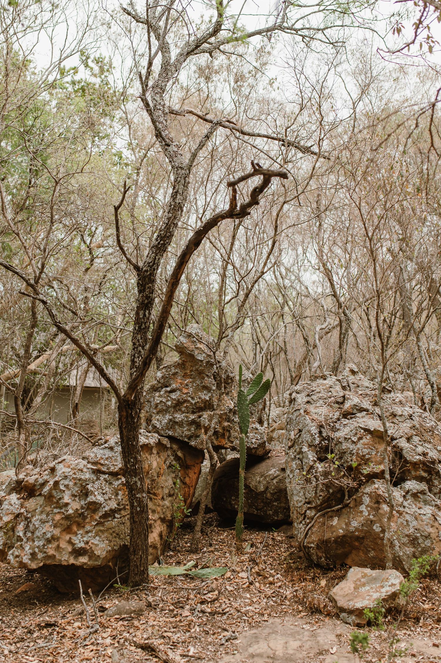 Ancient weathered rock formations among bare trees in a forest setting.