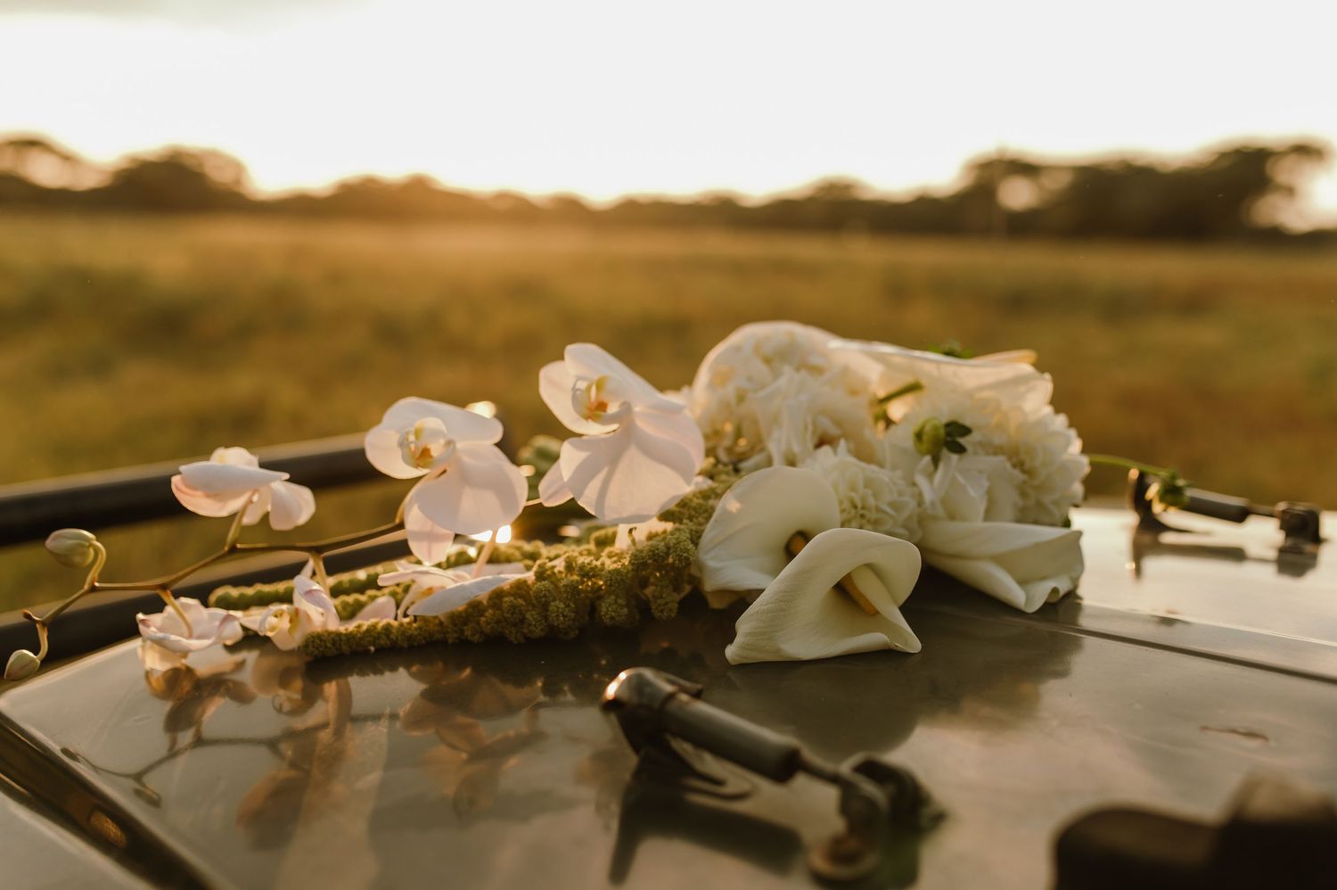 Delicate white orchid petals scattered on a reflective surface with soft natural lighting.