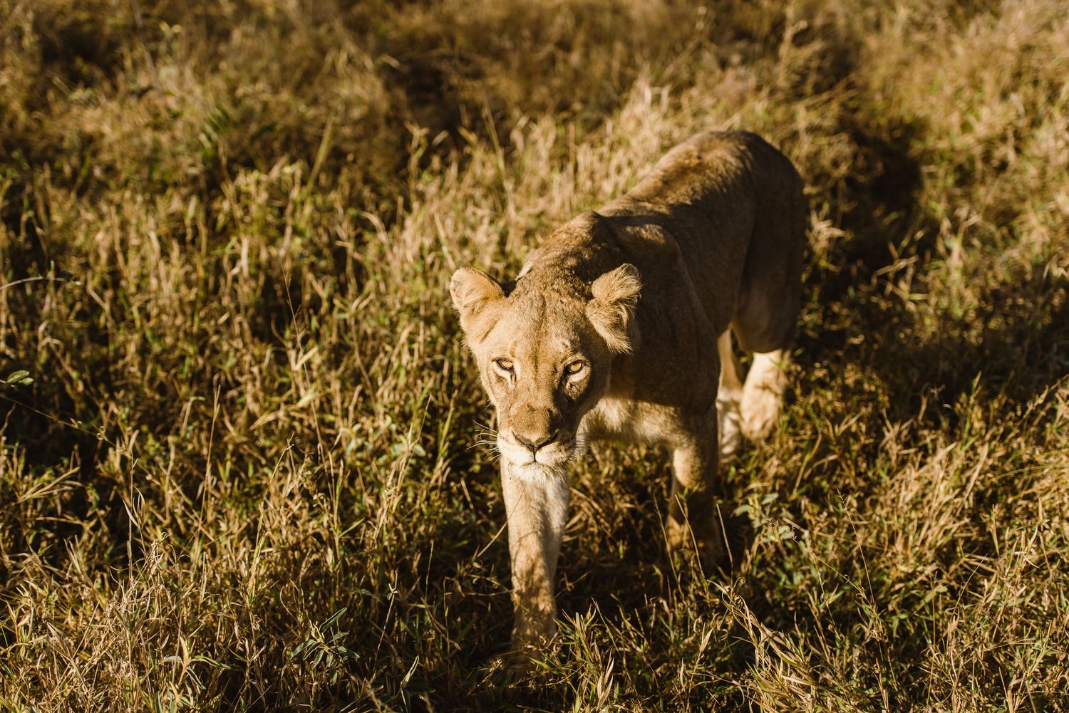 Thornybush Game Lodge, Kruger National Park Wedding by Safari Wedding Photographer Wildflower Photography