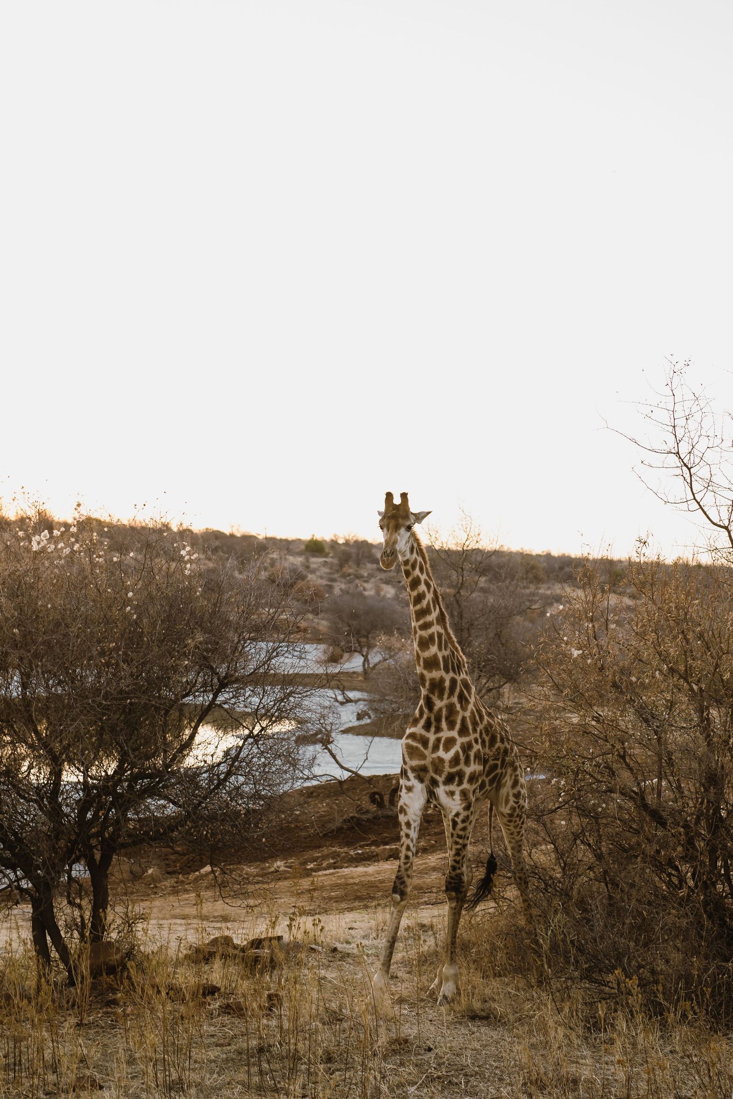 Bona Bona Game Lodge wedding by Safari Wedding Photographer Wildflower Photography