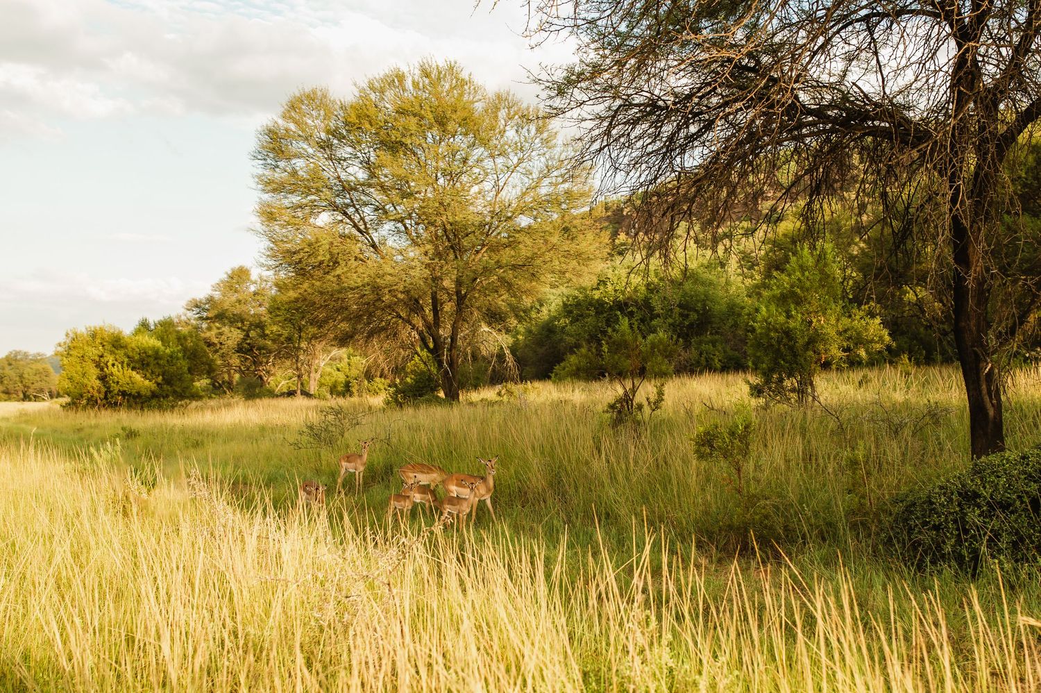 GRAEME & KIRSTY'S KUTHABA BUSH LODGE WEDDING BY SAFARI WEDDING PHOTOGRAPHER WILDFLOWER PHOTOGRAPHY