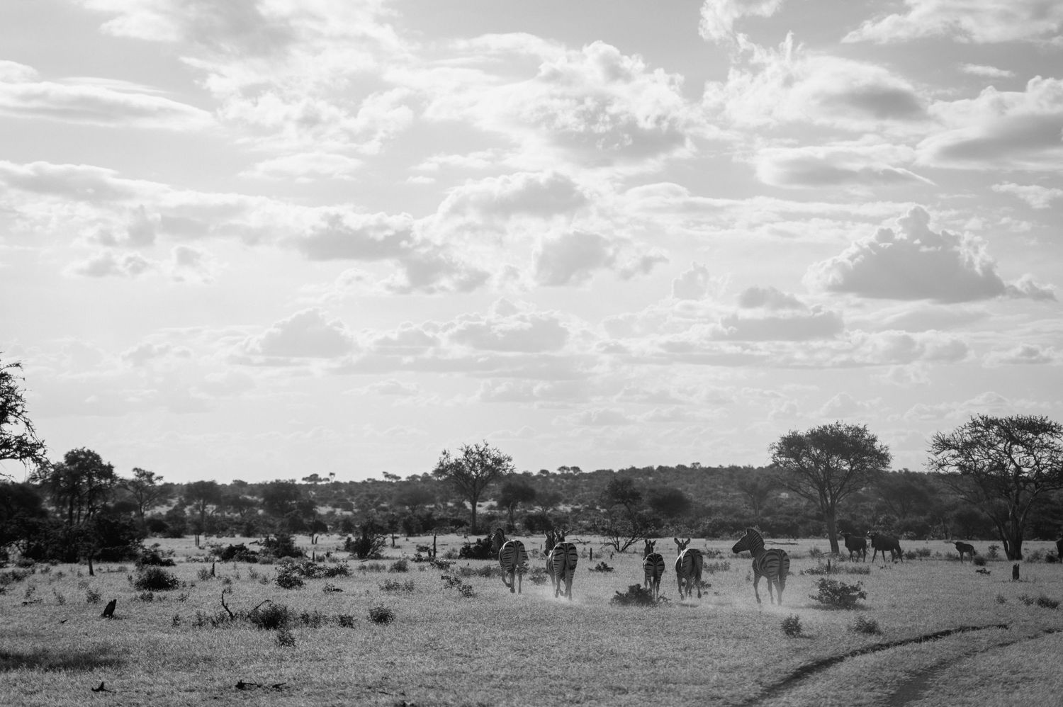 chirs & sam Mashatu game reserve, Botswana wedding by Safari wedding photographer wildflower photography