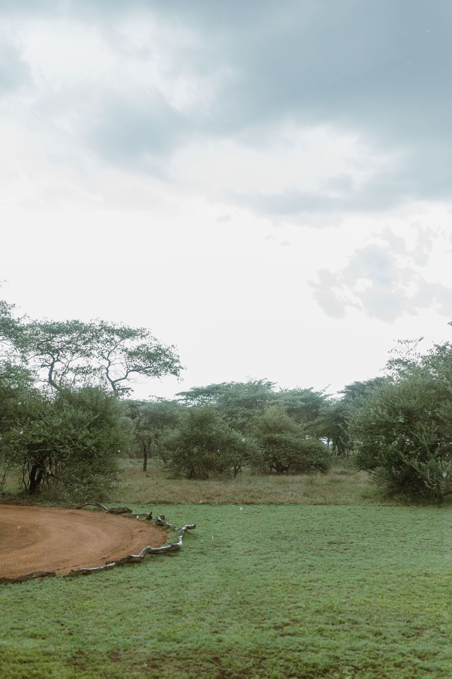 Panoramic view of a green savanna landscape with scattered acacia trees under cloudy skies.