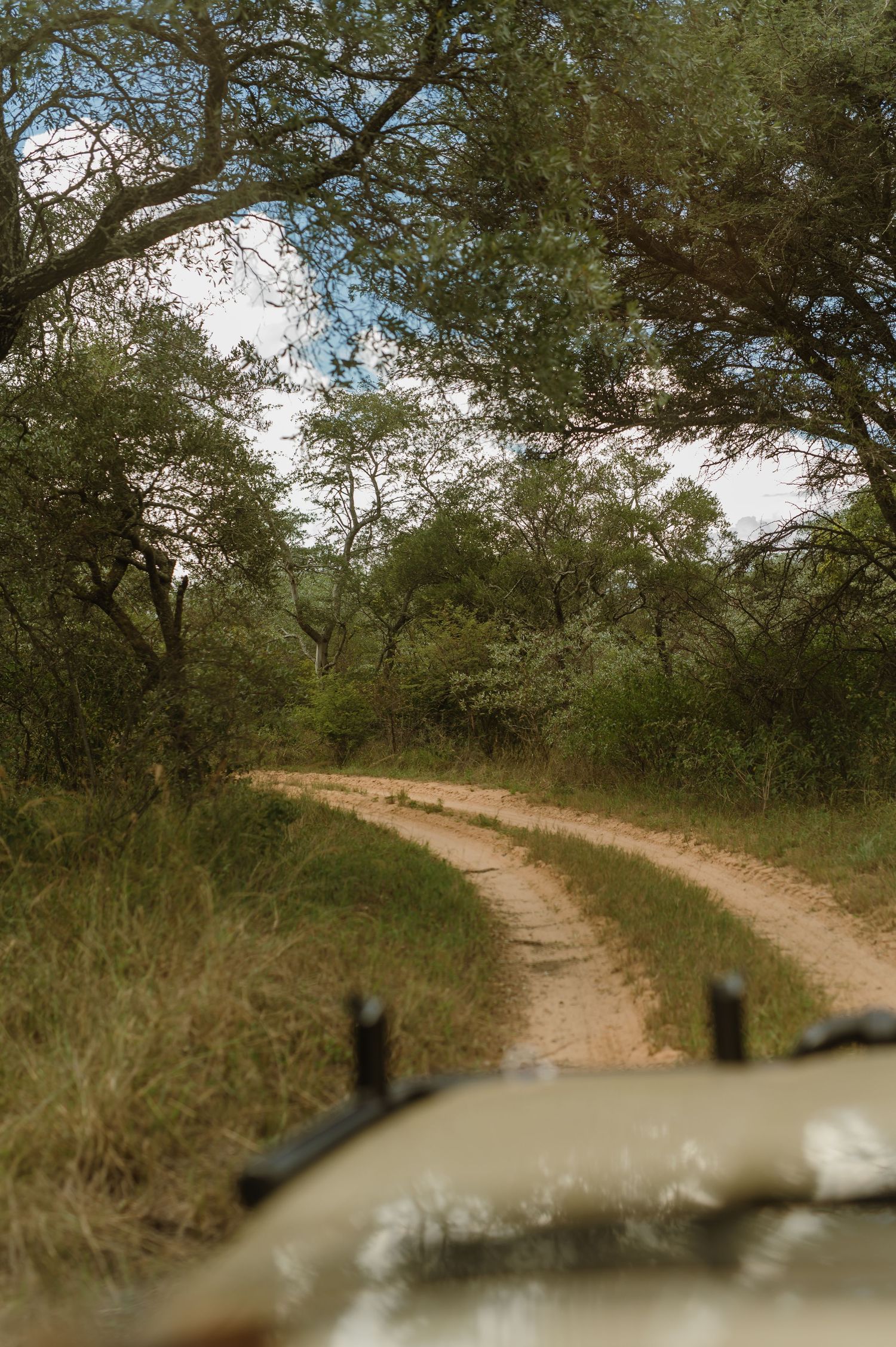 View from safari vehicle on a winding dirt path through lush green African bush.