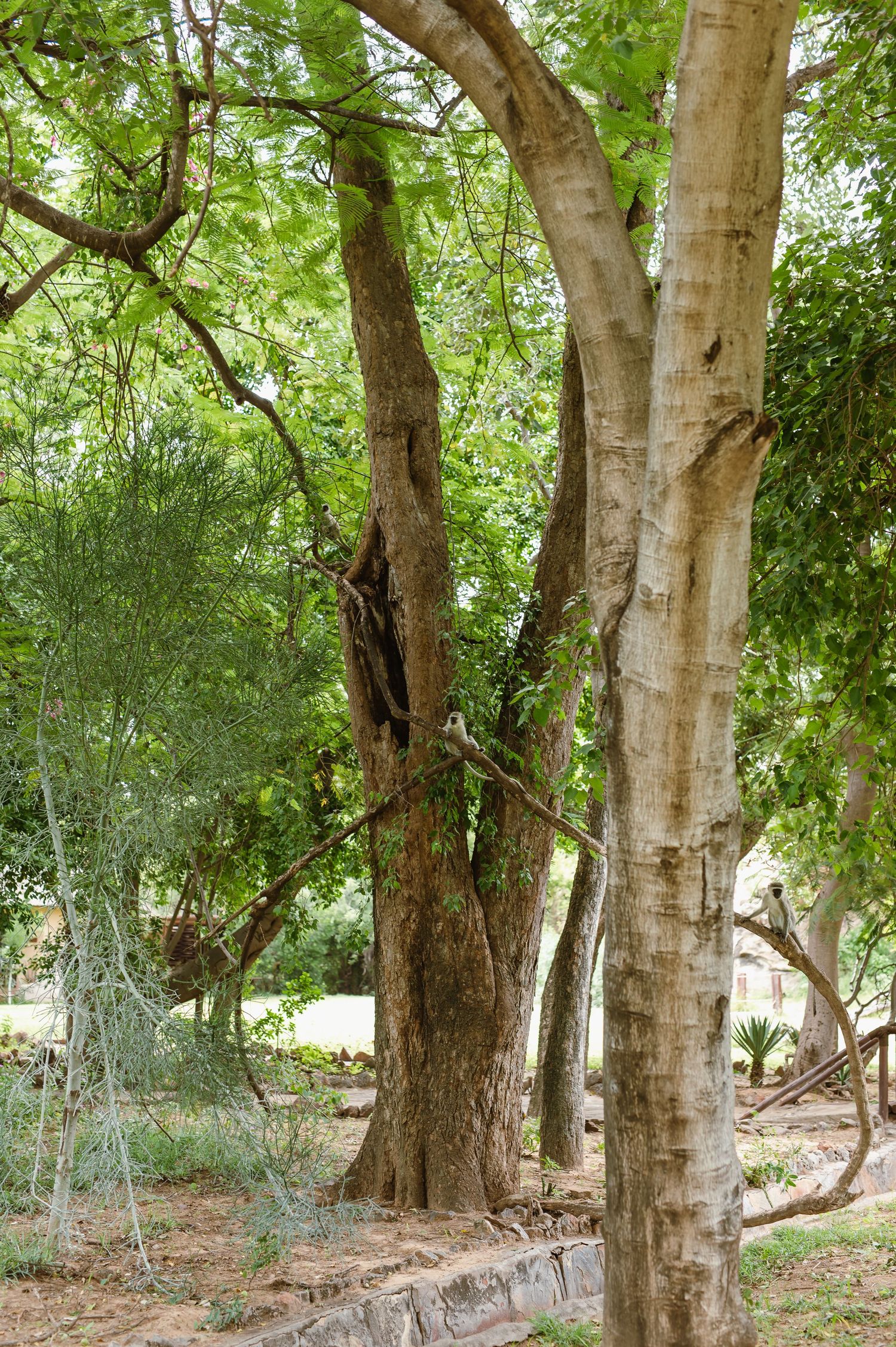 Mashatu game reserve, Tuli Safari Lodge, Botswana safari wedding by Safari wedding photographer wildflower photography