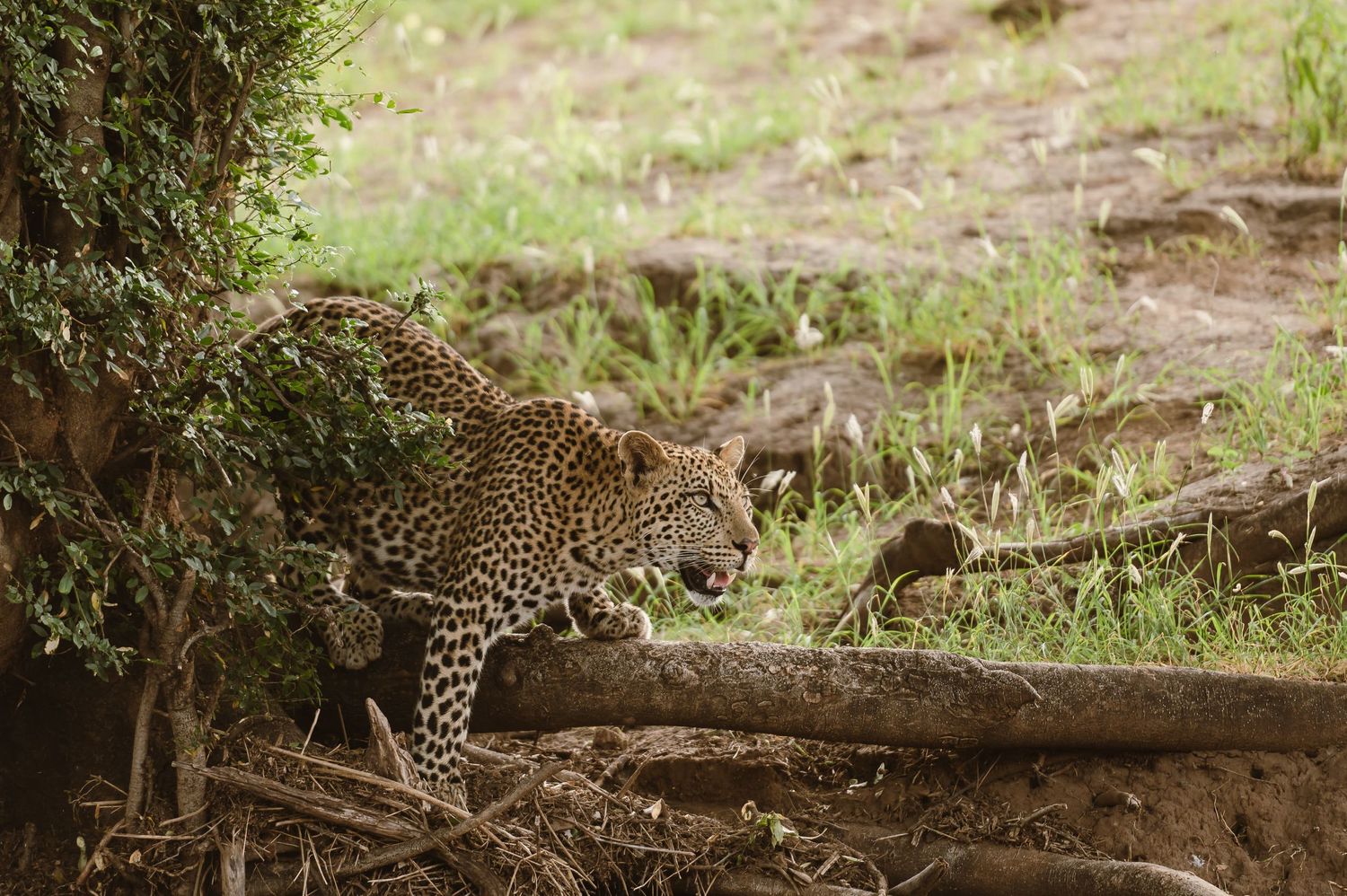 Mashatu game reserve, Tuli Safari Lodge, Botswana safari wedding by Safari wedding photographer wildflower photography