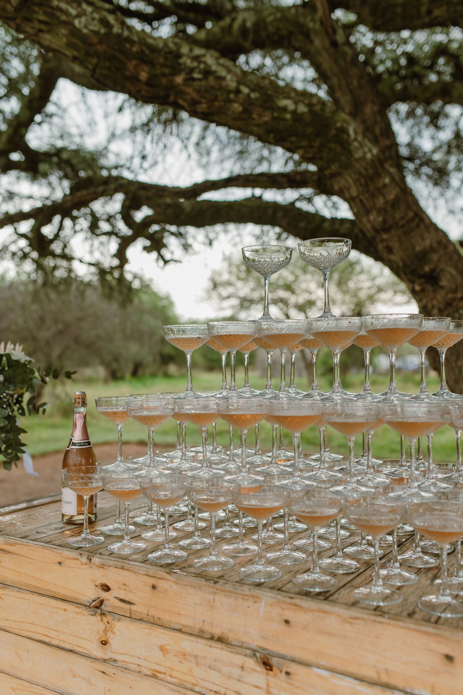 Rows of empty cocktail glasses arranged on a rustic wooden table under a tree outdoors.