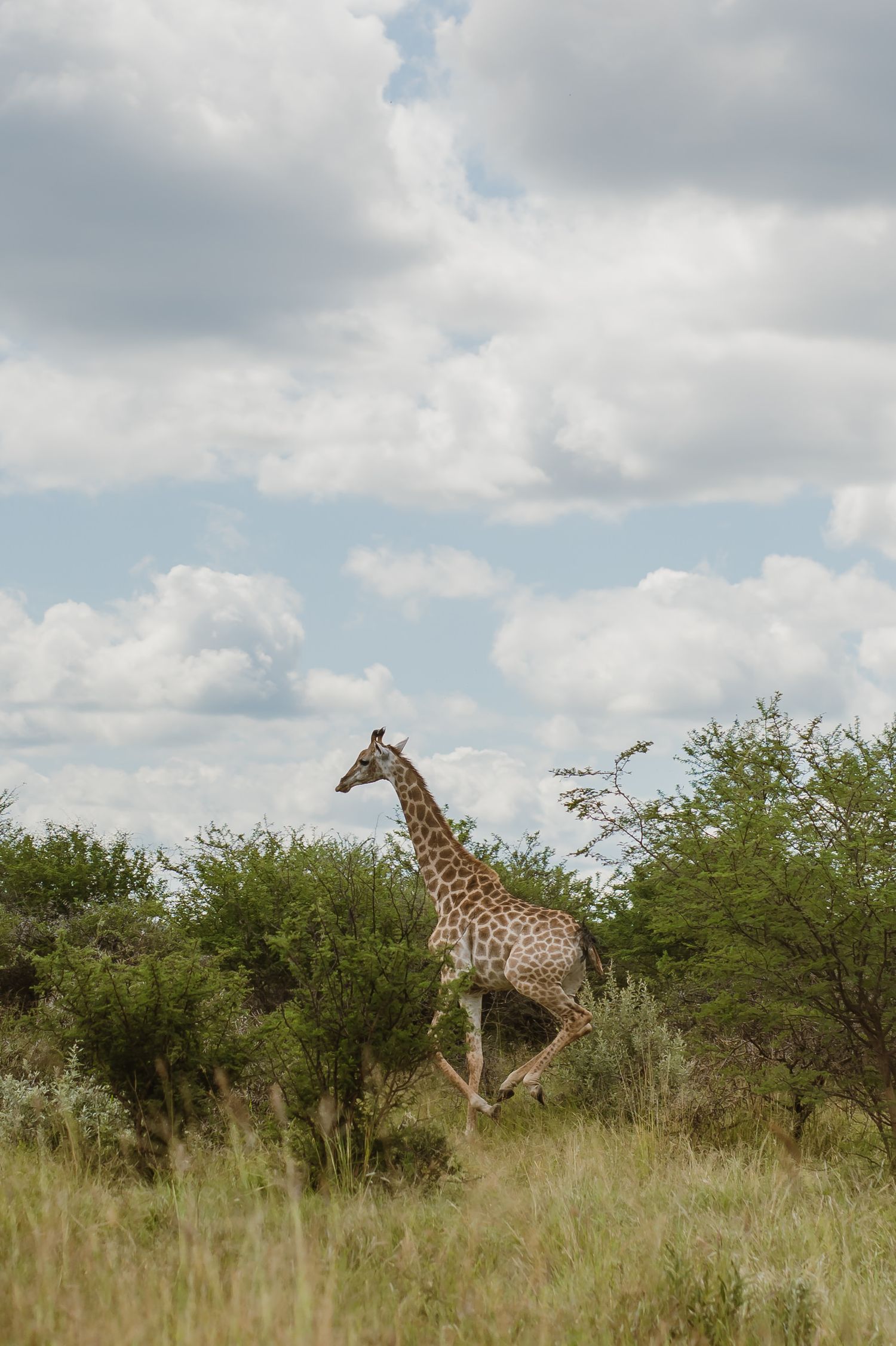 Wild giraffe walking through African savanna landscape with scattered trees.