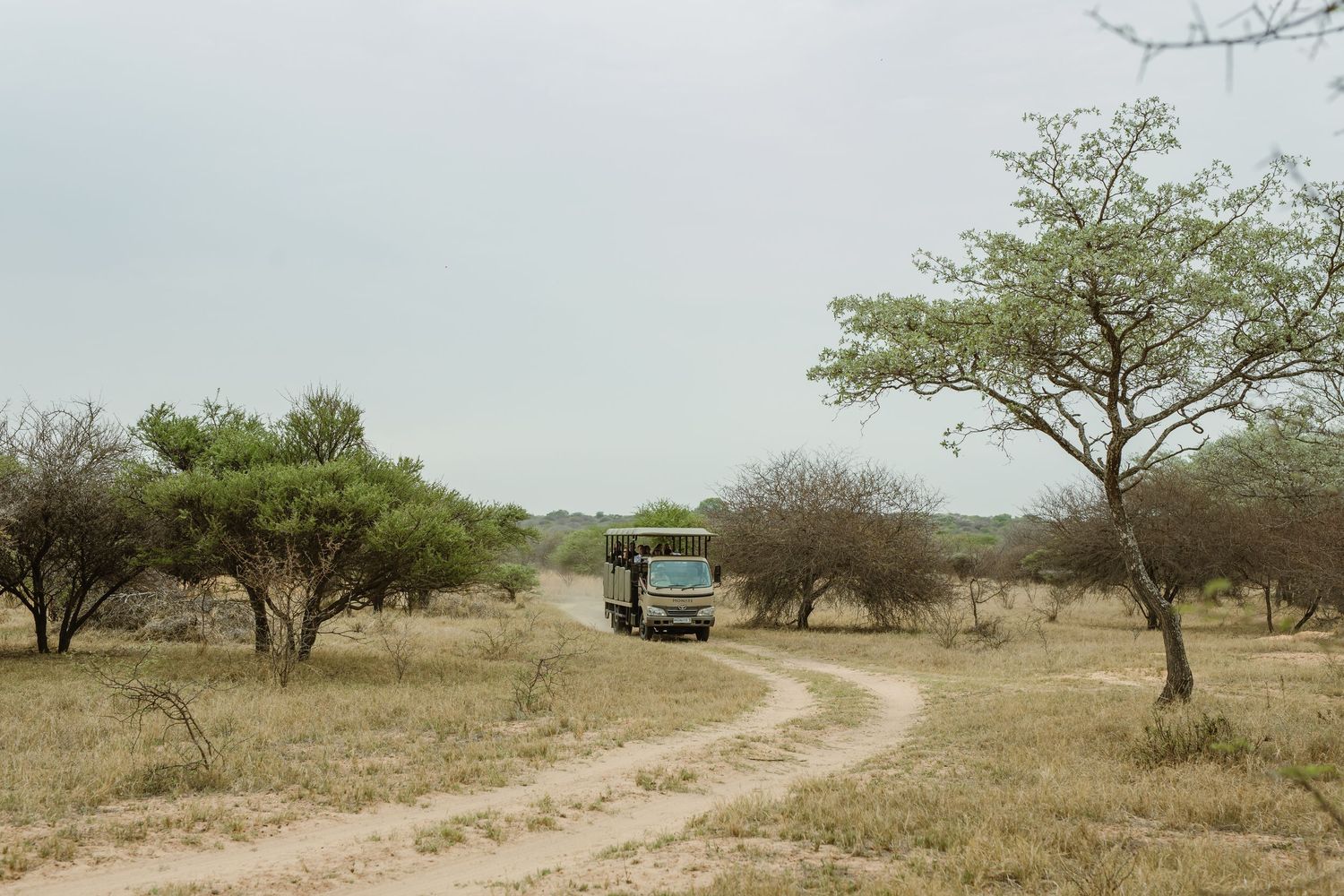 Scenic desert landscape with scattered trees and winding dirt road.
