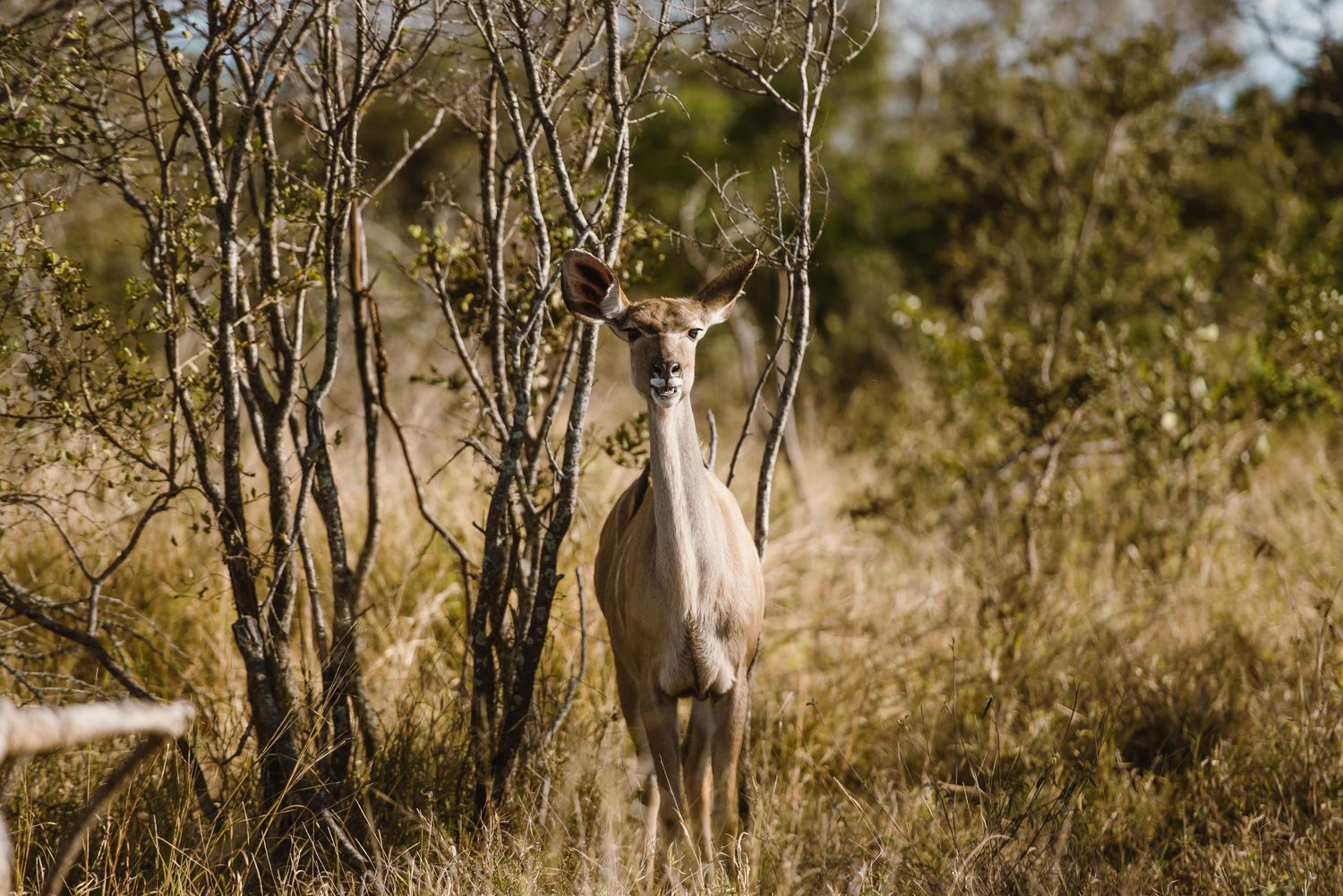 Thornybush Game Lodge, Kruger National Park Wedding by Safari Wedding Photographer Wildflower Photography