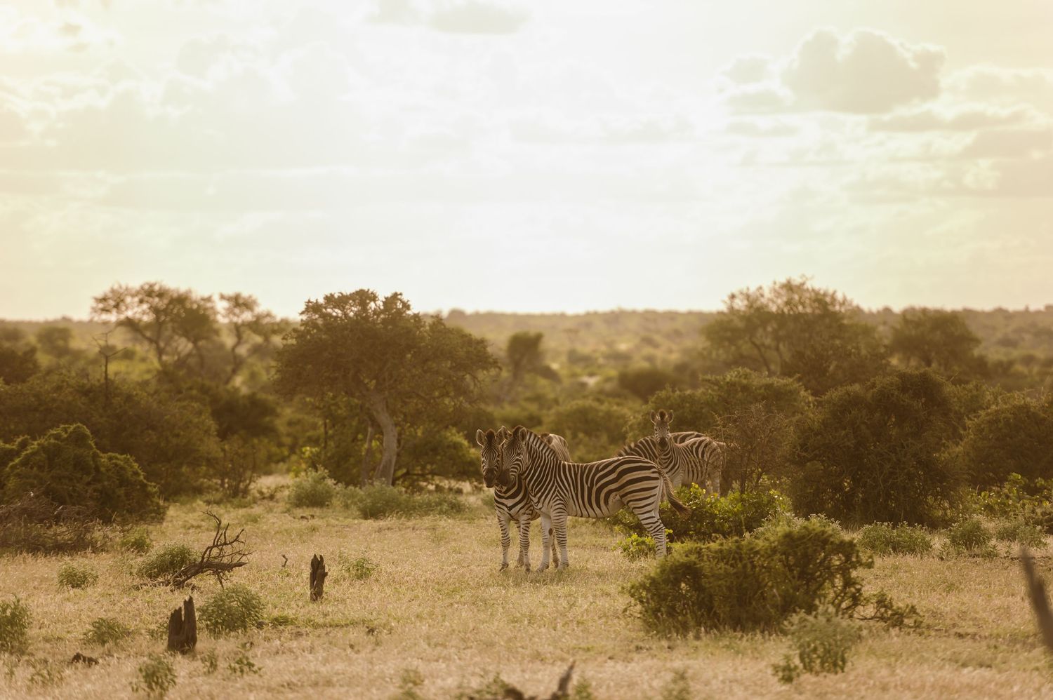 chirs & sam Mashatu game reserve, Botswana wedding by Safari wedding photographer wildflower photography