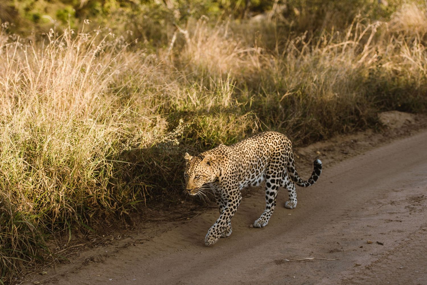 Thornybush Game Lodge, Kruger National Park Wedding by Safari Wedding Photographer Wildflower Photography