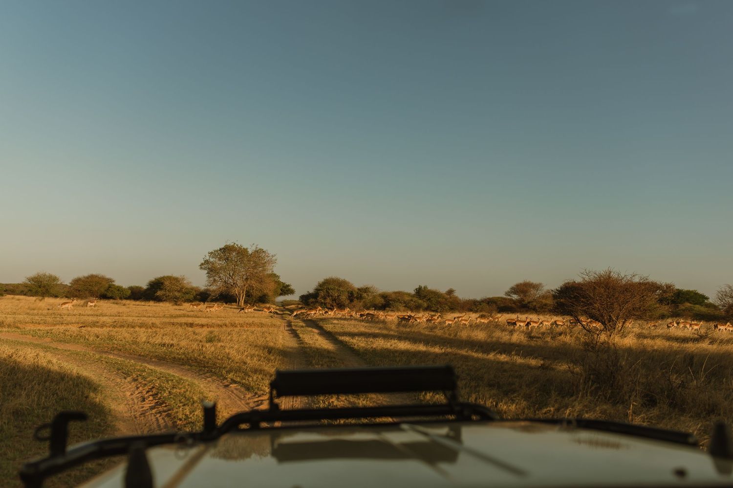 Dusty safari trail stretches across golden African plains during sunset.