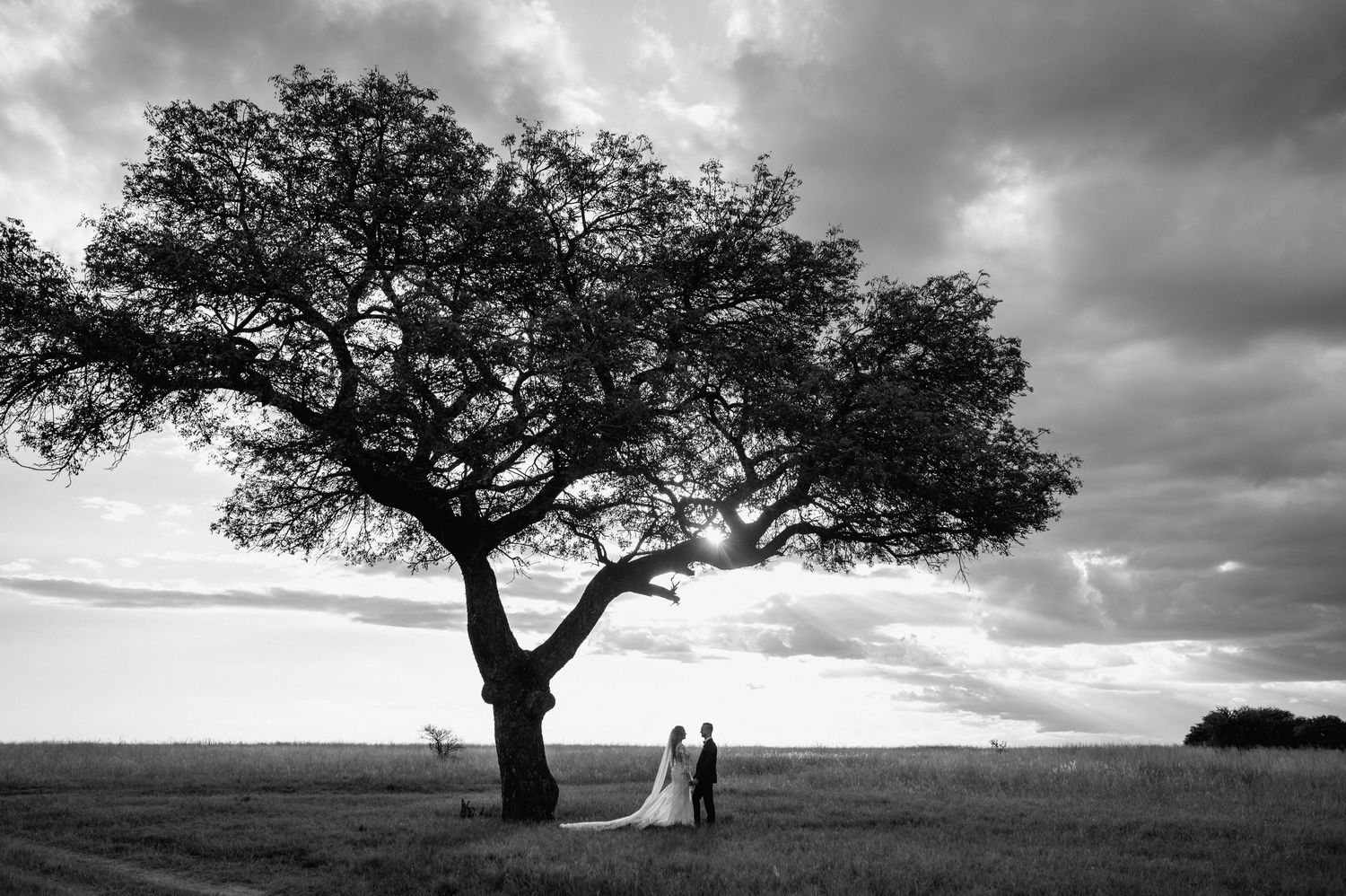 Black and white silhouette of newlyweds under a lone tree on a hilltop.