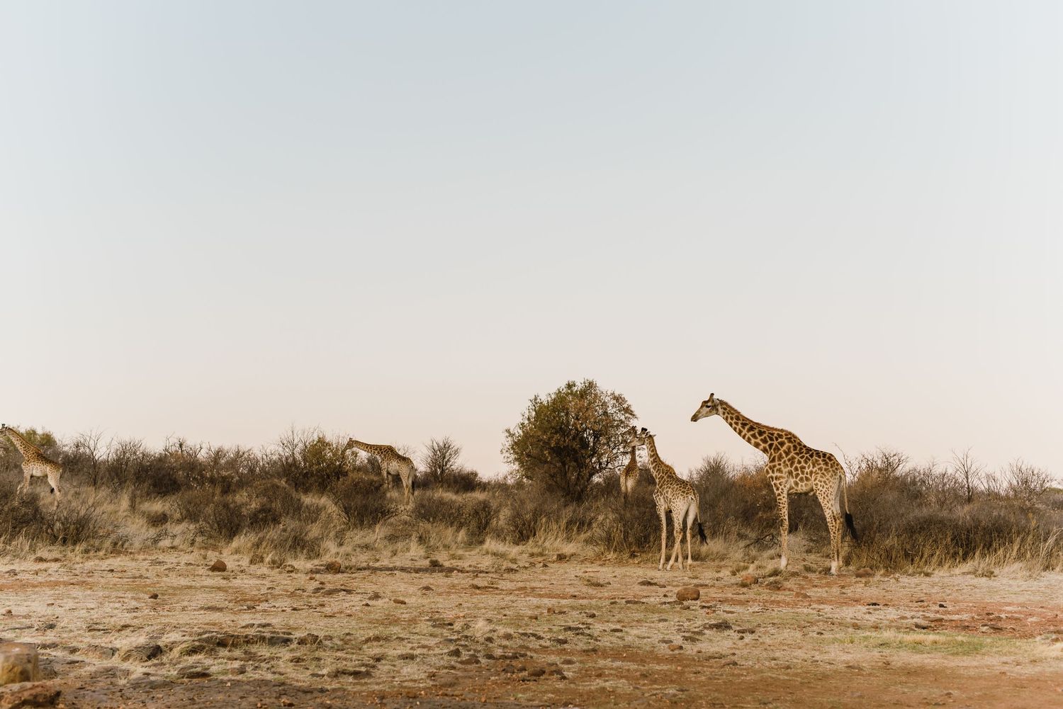 Bona Bona Game Lodge wedding by Safari Wedding Photographer Wildflower Photography