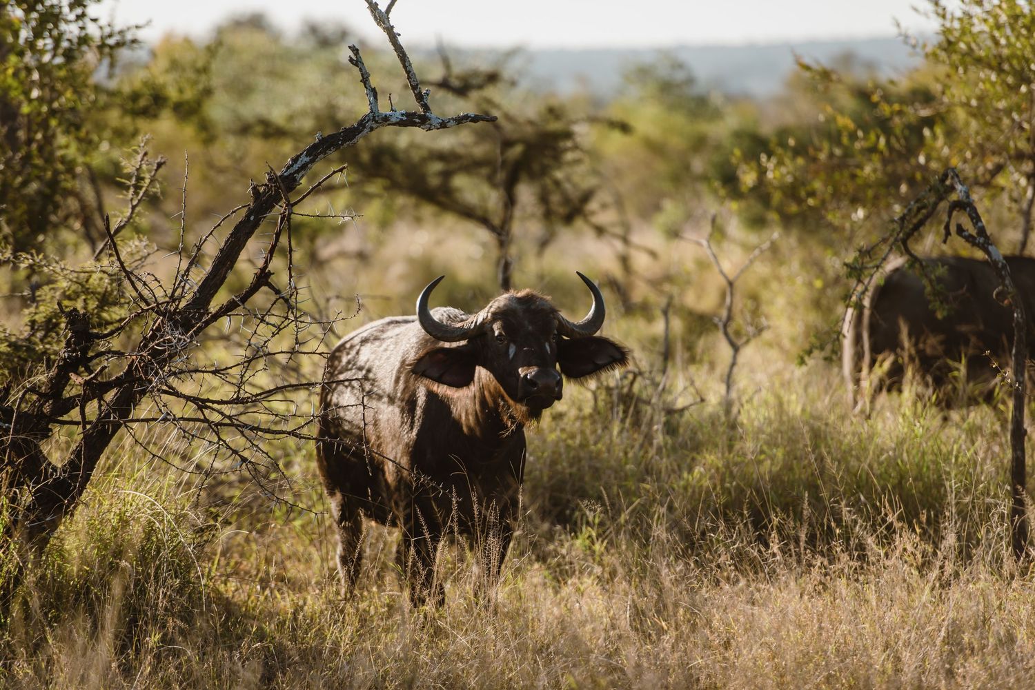 Thornybush Game Lodge, Kruger National Park Wedding by Safari Wedding Photographer Wildflower Photography