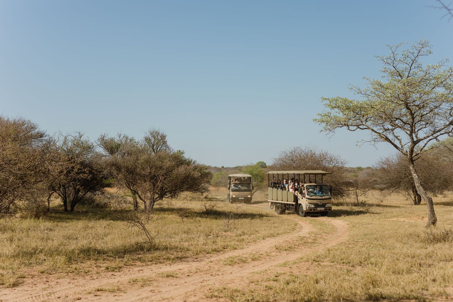 Scenic African savanna landscape with scattered acacia trees and distant structures.