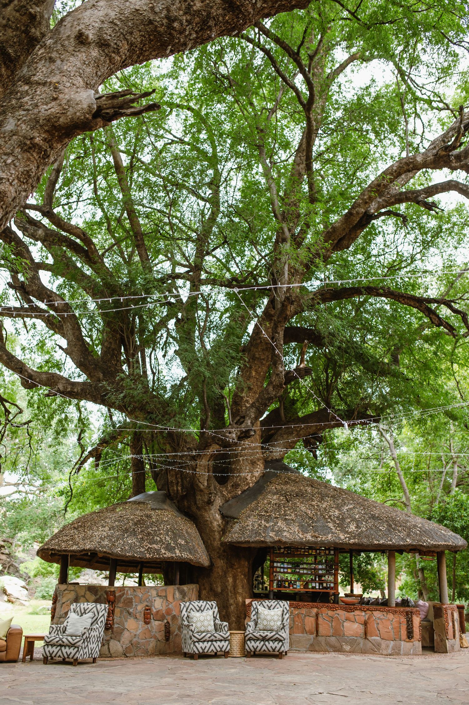 Mashatu game reserve, Tuli Safari Lodge, Botswana safari wedding by Safari wedding photographer wildflower photography