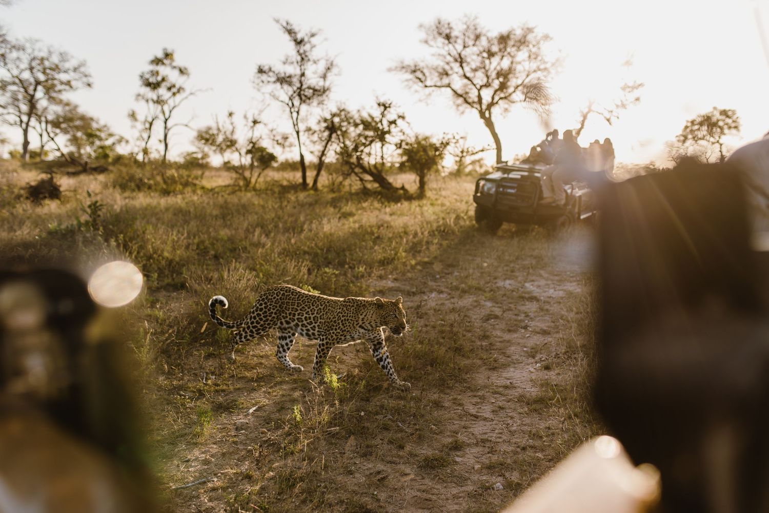 Thornybush Game Lodge, Kruger National Park Wedding by Safari Wedding Photographer Wildflower Photography