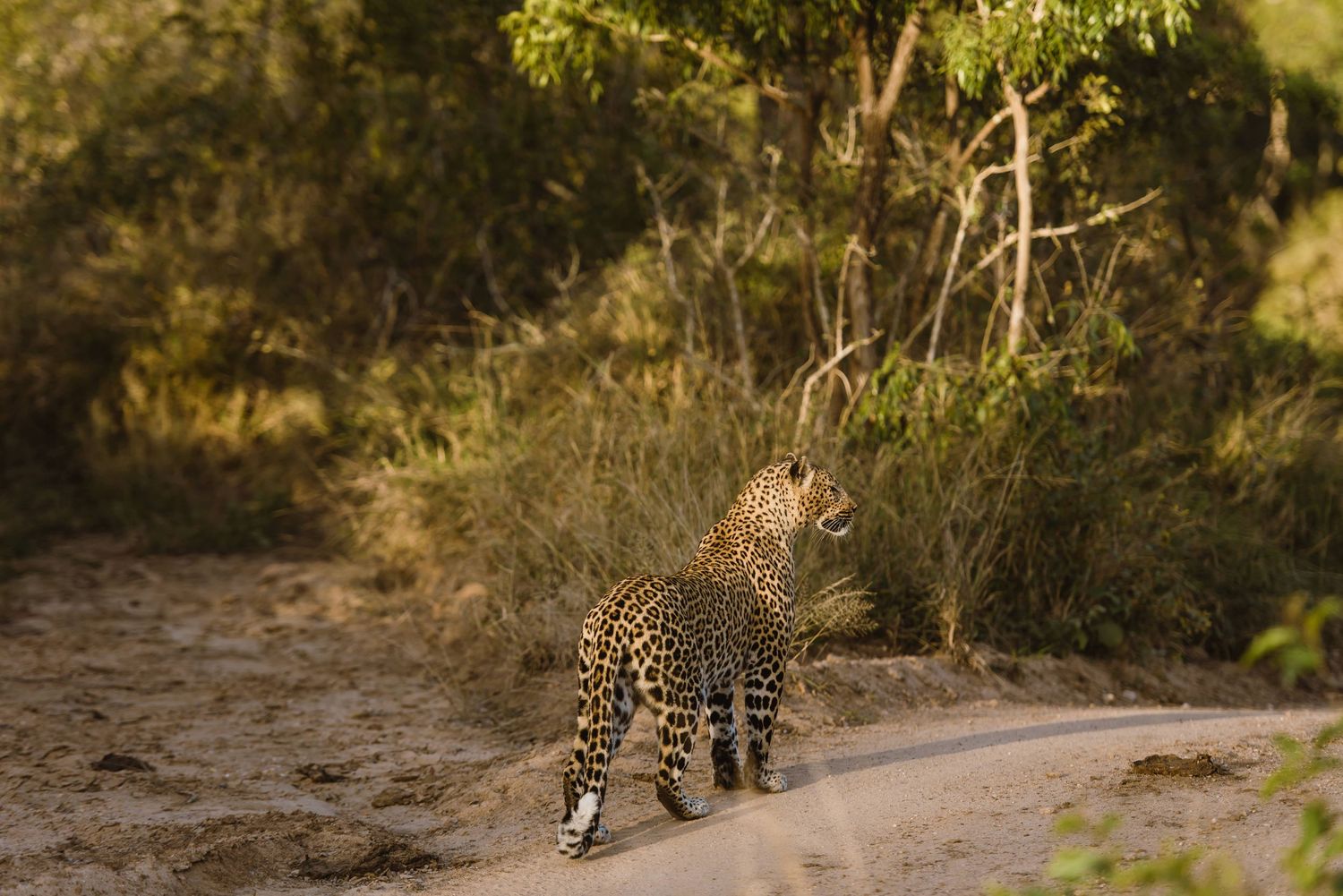 Leopards prowl along a dusty path through African bushland during a wildlife safari excursion.