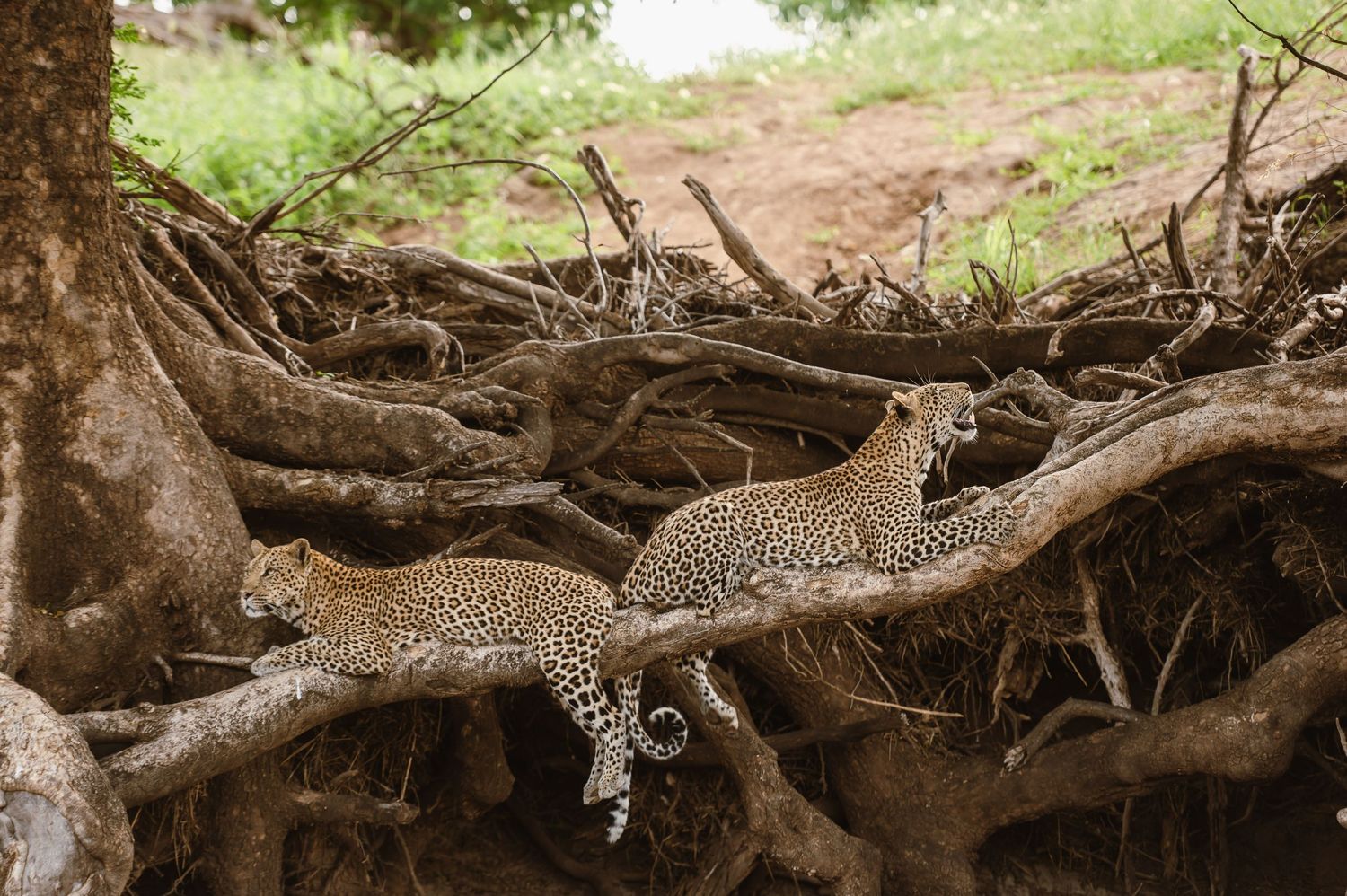 Mashatu game reserve, Tuli Safari Lodge, Botswana safari wedding by Safari wedding photographer wildflower photography