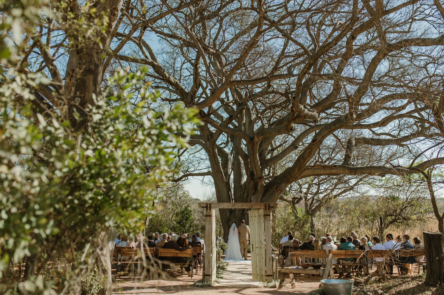 Rustic outdoor wedding venue with wooden benches arranged under sprawling tree branches.
