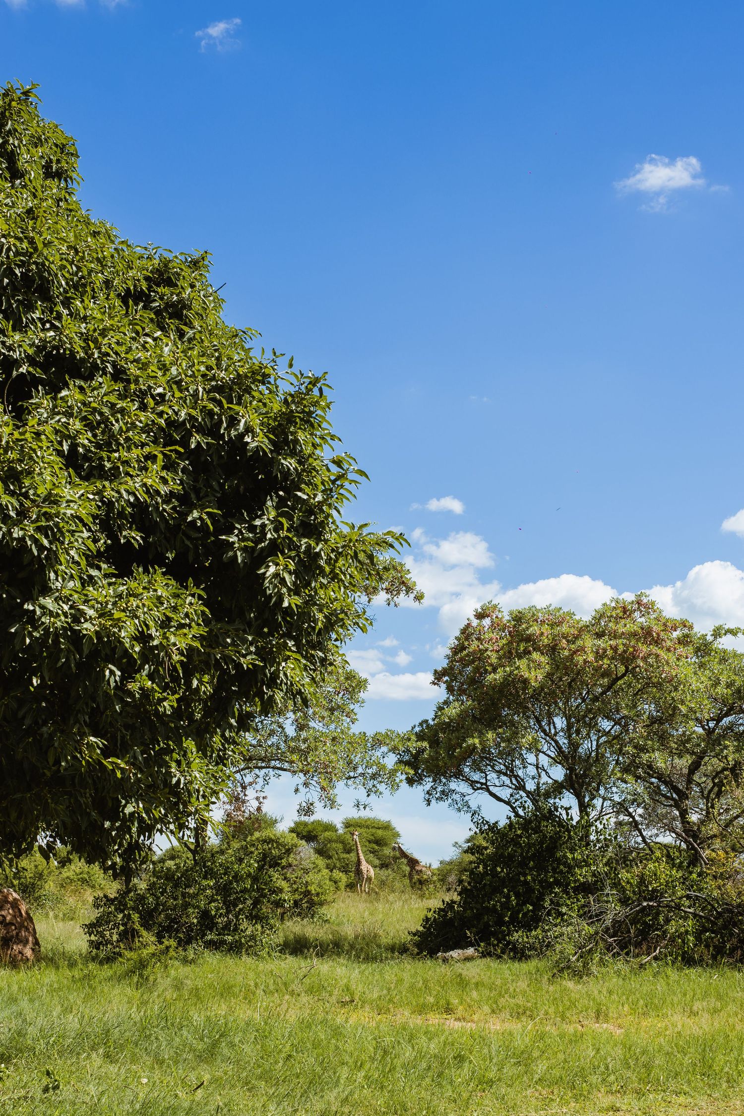 Monate Game Lodge wedding by Safari Wedding Photographer Wildflower Photography