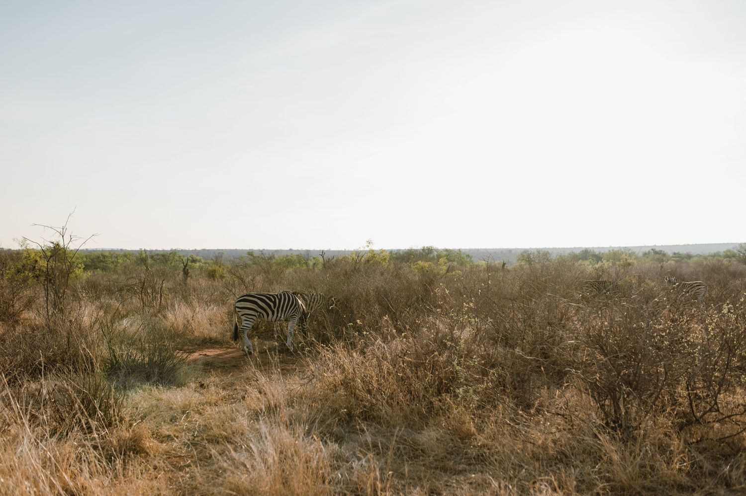 Vow renewal - Morukuru Family - Madikwe Reserve by Safari Wedding Photographer - Wildflower Photography
