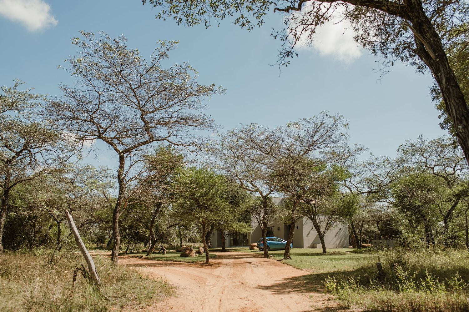 Dirt road winding through African savanna landscape with acacia trees.