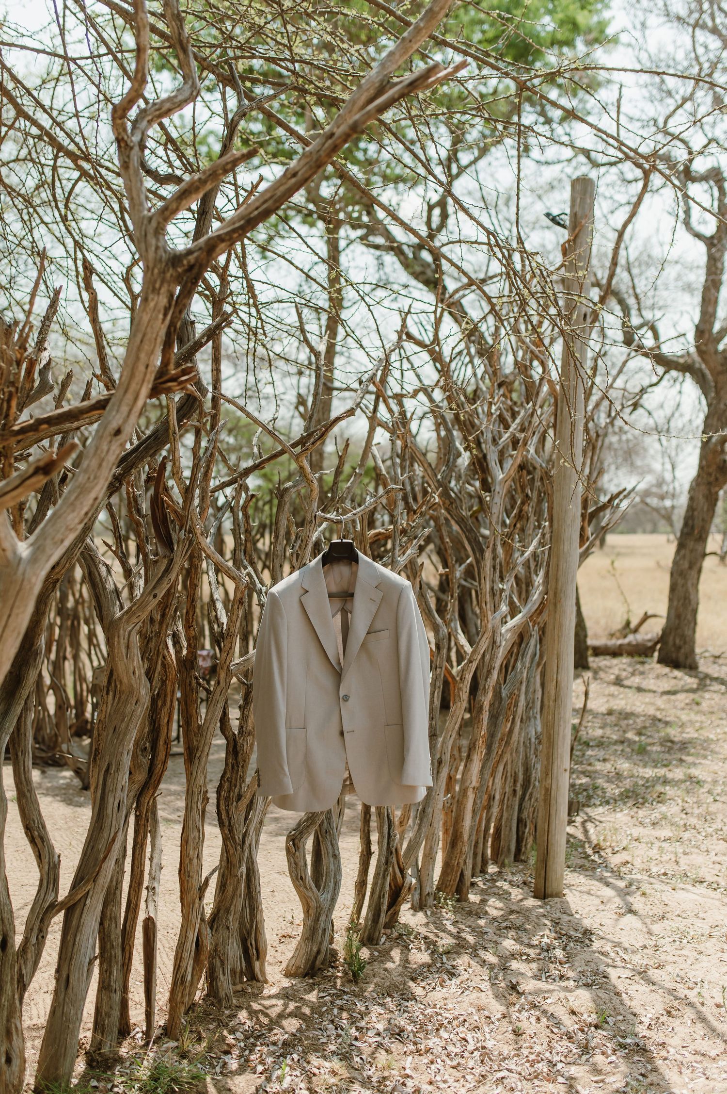 White formal suits hanging on hangers among bare trees in a natural setting.