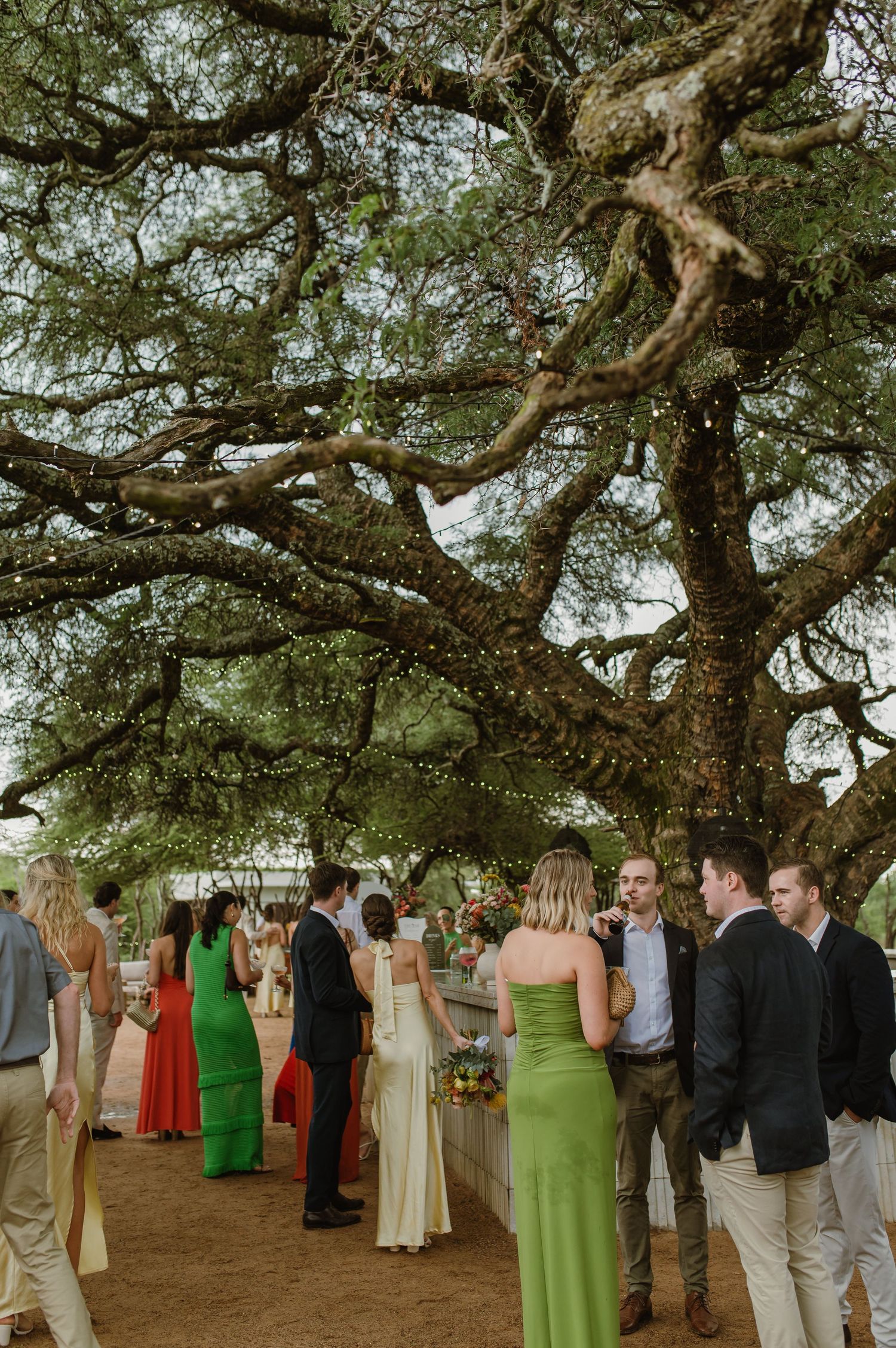 Wedding guests gathering under a large tree decorated with string lights.