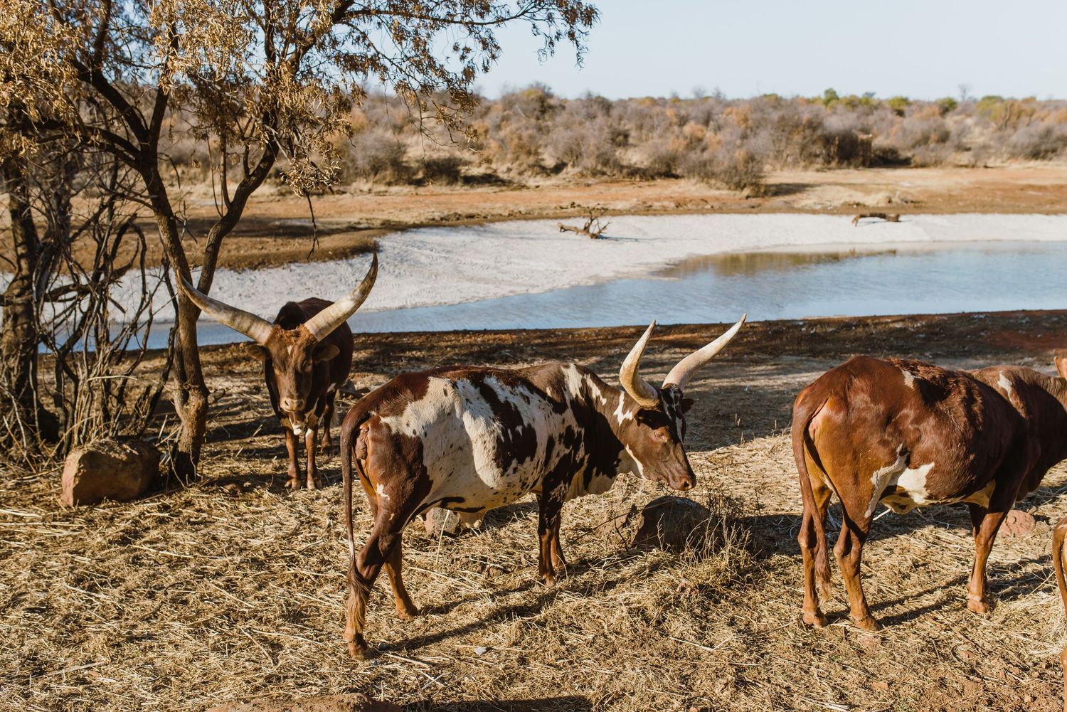 Bona Bona Game Lodge wedding by Safari Wedding Photographer Wildflower Photography