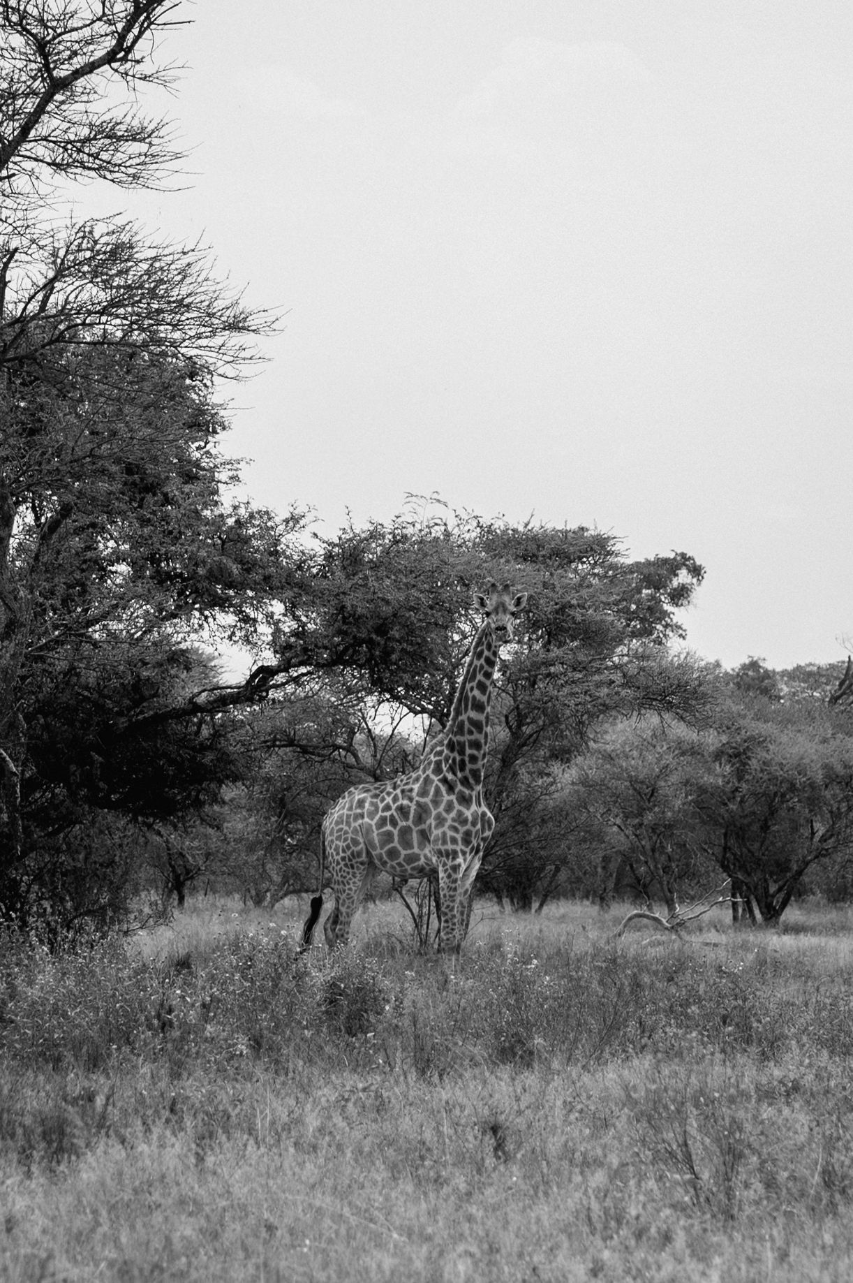 A lone giraffe stands among acacia trees in an African savanna landscape captured in black and white photography.