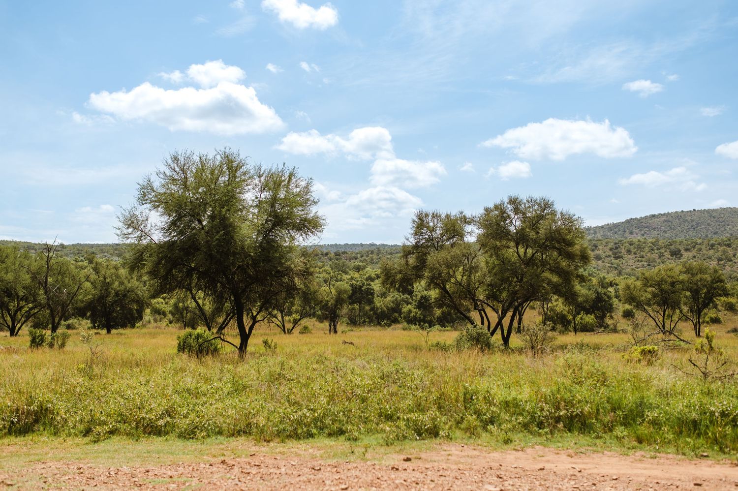 GRAEME & KIRSTY'S KUTHABA BUSH LODGE WEDDING BY SAFARI WEDDING PHOTOGRAPHER WILDFLOWER PHOTOGRAPHY